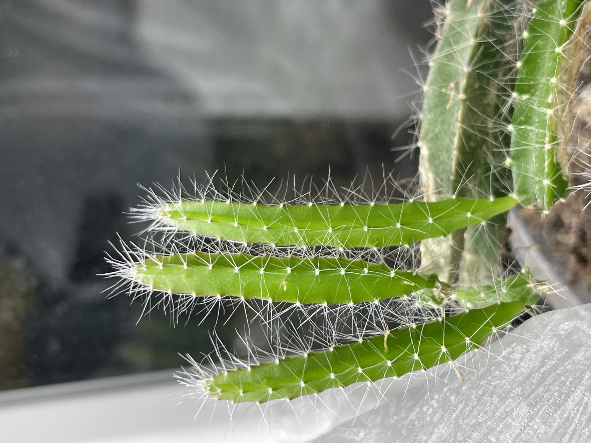 The image displays a close-up view of a vibrant green cactus plant, likely an indoor houseplant, originating from Izhevsk, Russia. The plant features several elongated, segmented stems or pads. Three prominent, relatively thin, and bright green stems extend horizontally towards the left, densely covered with numerous fine, white, needle-like spines arranged in clusters along their edges. These appear to be newer growths due to their vivid coloration and delicate appearance.
To the right, older, thicker, and slightly broader stems of the cactus are visible, also adorned with similar white spines. These older sections exhibit some slight discoloration or textured areas. Small, light-colored, possibly adventitious roots or secretions can be observed on some parts of the stems, particularly where the segments join or along the ribs.
The background is softly blurred, showing a mix of dark and lighter grey tones, suggesting an indoor setting, possibly near a window or against a wall. A blurry white surface is visible in the bottom foreground, which could be a windowsill or part of the plant's container. There is no visible text, activity, or specific time of day indicated, beyond the ambient light suitable for photography indoors. The image focuses entirely on the textural and structural details of the cactus.
