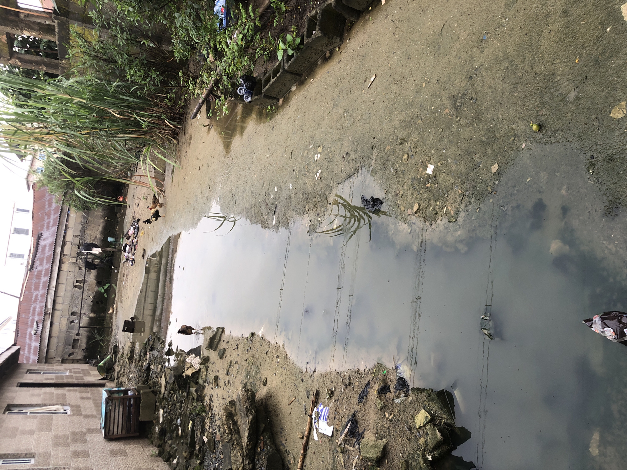 This is a photograph of an outdoor environment in Ado, Nigeria, depicting a narrow, muddy path with standing water and debris. On the left, a building with a light-colored tiled exterior is visible, featuring a doorway and windows. Adjacent to the building, a wooden crate sits on the ground amidst scattered rubble and dirt.
The path itself is characterized by a muddy surface, with a large puddle of murky water reflecting the sky and surrounding vegetation. Several chickens are present in the scene. One chicken is walking in the water, while another stands on the dry ground. Further down the path, two more chickens are visible near tall, green reeds that line the right side of the frame.
The right side of the image shows a wall constructed from cinder blocks, overgrown with dense green foliage. Some discarded items, including plastic bottles, are placed on top of the cinder blocks. The ground is a mix of dirt, sand, and various pieces of trash, including plastic bags and wrappers. A small, green, spherical object, possibly a fruit, is on the ground near the edge of the water. Overhead, thin wires are strung across the water. The overall scene suggests an unkempt and somewhat neglected urban environment.
