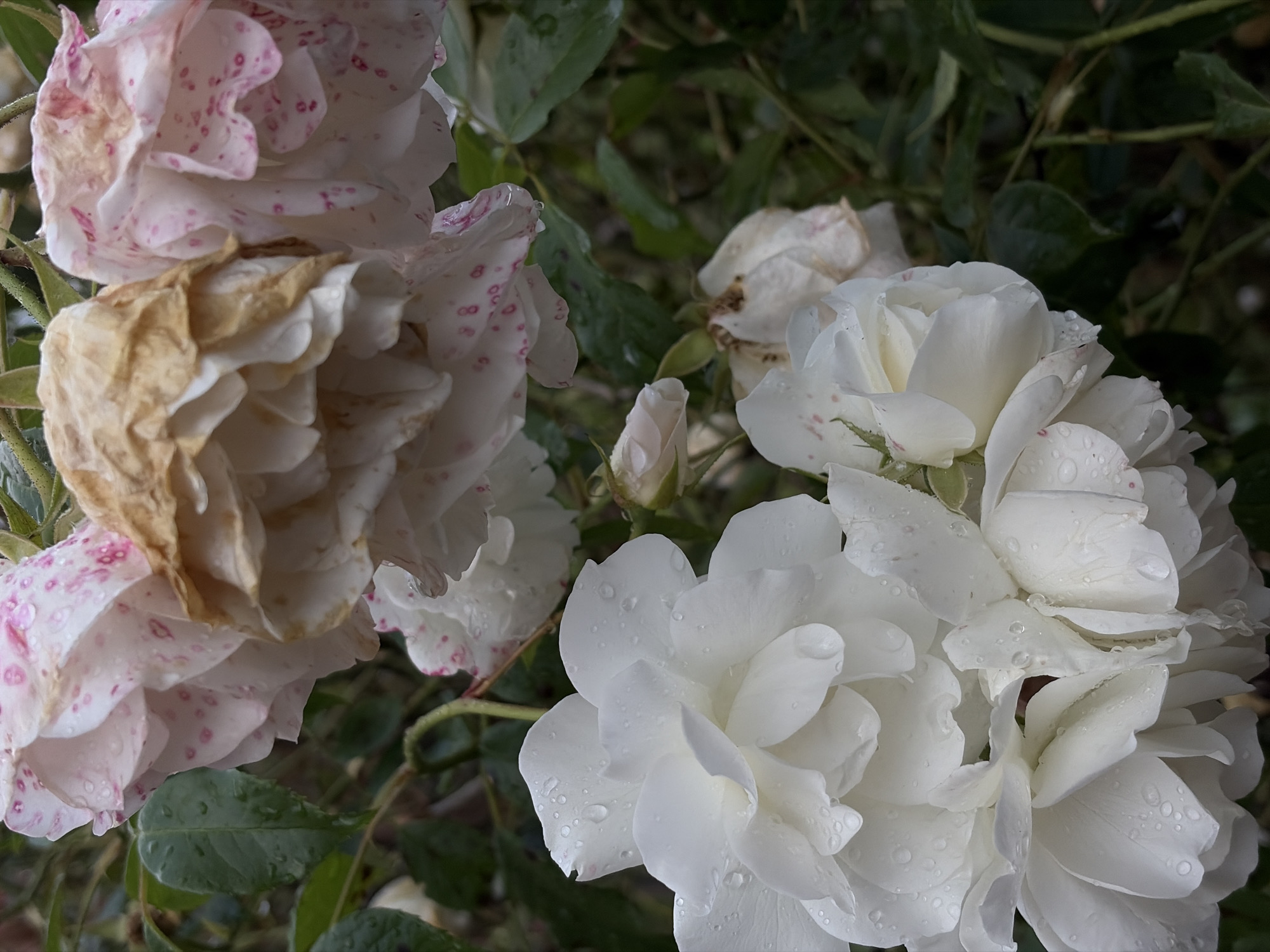 The image showcases a close-up view of several roses, predominantly white with some tinged with pink speckles. The roses appear to be in various stages of bloom and decay; some are fully open and vibrant, glistening with water droplets, while others are wilting, with brown, dried petals. The background consists of dark green leaves and branches, suggesting an outdoor garden setting. The presence of water droplets on the petals implies recent rainfall or dew, indicating a cool or damp weather condition, possibly morning or after a shower. The lighting is subdued, creating a moody atmosphere. There are no people, text, or specific location cues in the image, though the provided location context is Chermen, Russia. The overall impression is one of natural beauty with a touch of melancholic decay.