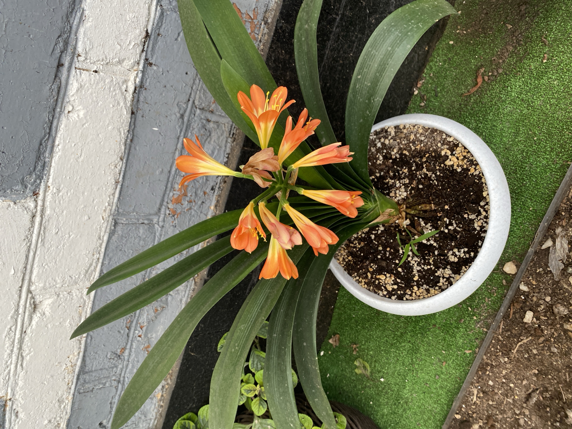 In the city of Maykop, Russia, a potted plant with vibrant orange flowers and long, dark green leaves is displayed against a textured, painted brick wall. The plant sits in a white pot filled with dark soil and small pebbles. The pot is placed on a patch of artificial green turf, bordered by a strip of exposed soil. The scene appears to be an outdoor setting, possibly a garden or patio.