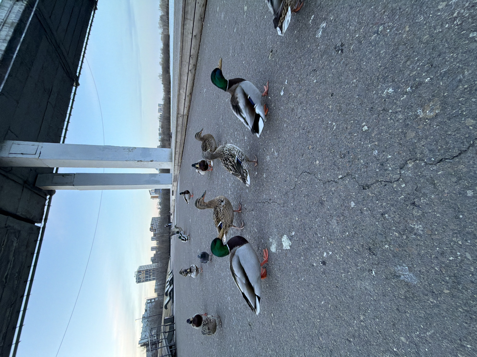 The image depicts a gathering of numerous mallard ducks on an asphalt surface in an urban waterside setting, likely in Krasnoyarsk, Russia. The perspective is low, looking forward towards a cityscape.
In the foreground and mid-ground, multiple mallard ducks, including drakes with their distinct iridescent green heads and grey bodies, and mottled brown hens, are spread across the grey asphalt. The ground shows visible cracks and white bird droppings.
To the left, a large, dark, and light grey concrete structure, possibly part of an underpass, bridge, or embankment, frames that side of the image. Beyond the paved area and the structure, a body of water is visible, extending towards a distant skyline. The horizon features several multi-story buildings, characteristic of a city. One prominent building in the distance clearly displays the Cyrillic text "ВТБ," which identifies it as a branch of the VTB bank, a notable detail confirming the Russian context. Bare trees line the distant water's edge, suggesting either late autumn or winter.
The sky overhead is bright and clear blue, indicating daytime conditions. There are no people visible in the frame, allowing the ducks to be the primary subjects of the scene. The ducks appear to be walking and congregating on the path, seemingly accustomed to their urban environment.
