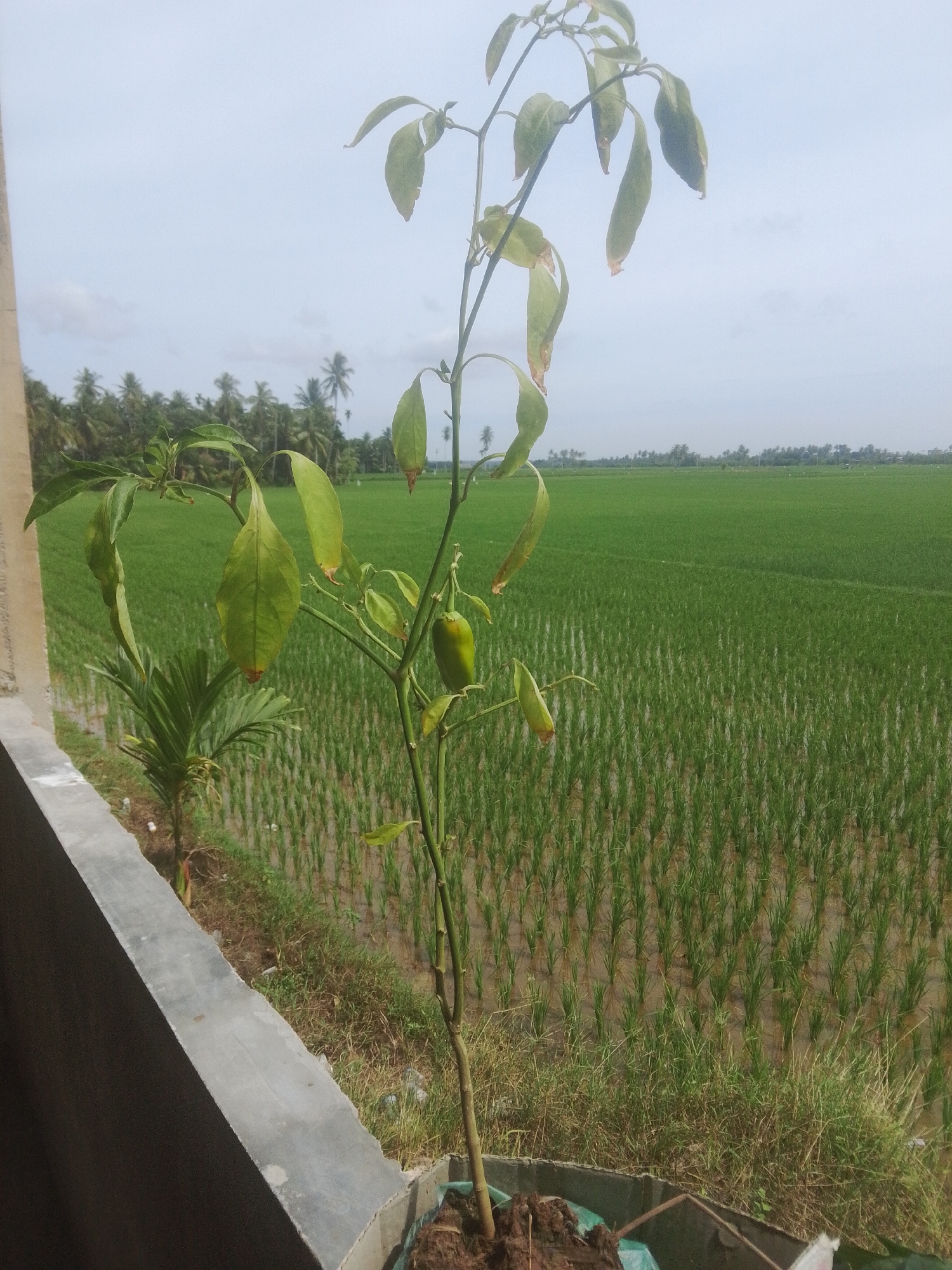 A pepper plant in a pot is in the foreground, with a large green rice paddy field in the background, located in Payakumbuh, Indonesia. The sky is overcast. The pepper plant has several leaves, some of which appear to be wilting or damaged, and one green pepper is visible. The rice paddy is filled with water and rows of young rice plants. In the distance, a line of trees, including palm trees, separates the paddy field from the horizon. A concrete structure is visible to the left of the pepper plant. The scene suggests a rural or agricultural setting.