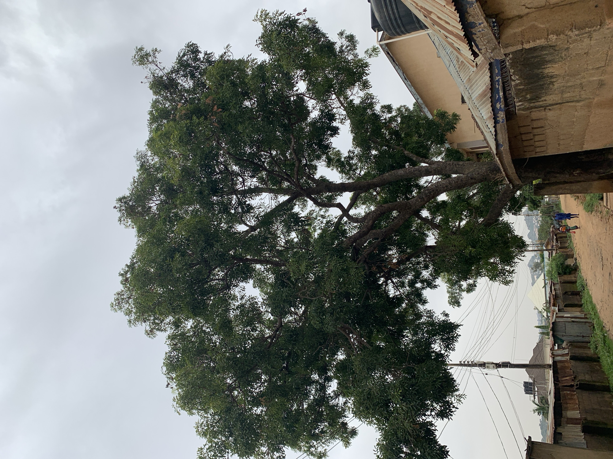 The image shows a large tree with dense green foliage filling the left side of the frame. The tree is situated near a building, whose corrugated metal roof and water tank are visible in the upper right corner. An unpaved road runs along the right side of the frame, flanked by buildings constructed from corrugated metal sheets and concrete. Power lines stretch across the background. Two people are walking along the road, one of whom is pushing a wheelbarrow. The sky is overcast. The location is Rafin Par, Nigeria.