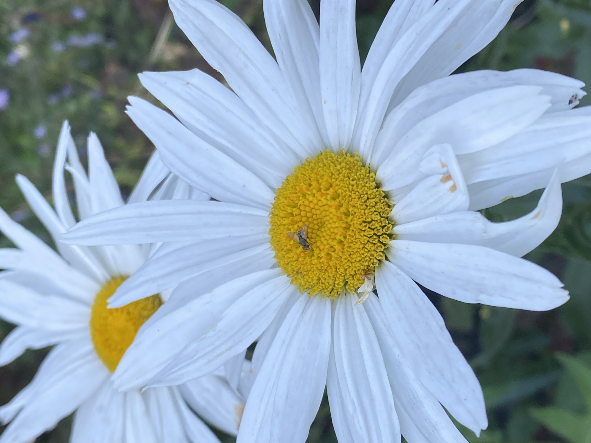 A close-up, eye-level shot captures two white daisies with bright yellow centers. A small, light-brown insect rests on the center of the daisy in the foreground. The background is softly blurred, showing a mix of green foliage and hints of purple flowers. The image is sharp and well-lit, focusing on the intricate details of the daisy petals and the tiny insect. There is no information available that associates this image with Novokuznetsk, Russia.