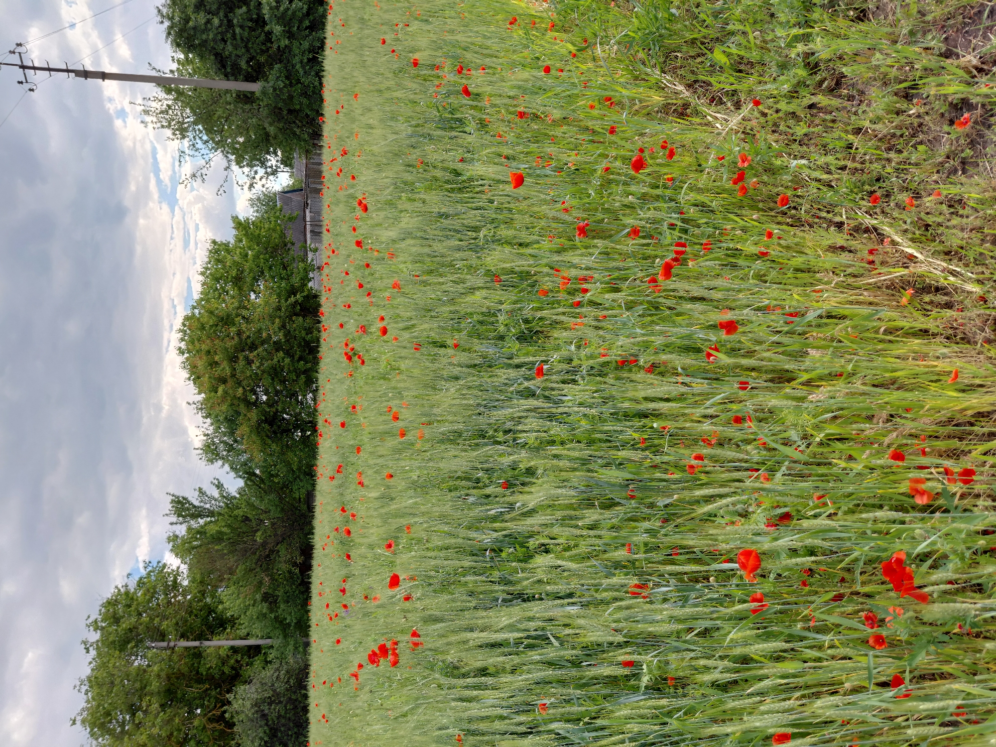 A vibrant, pastoral landscape depicts a field of green cereal crops, likely wheat or barley, generously dotted with bright red poppies. The field extends from the foreground, where the crops appear taller and denser, into the midground. Many individual red poppy flowers are scattered throughout the green stalks, creating a striking contrast of colors.
In the background, a line of dense, green deciduous trees forms a natural boundary, separating the field from what appears to be a small rural settlement or farmstead. Parts of a grey roof are visible amidst the foliage, hinting at structures behind the trees. To the left side of the image, a tall, concrete utility pole with several wires stretches upwards towards the sky.
The sky above is partly cloudy, featuring a mix of white and grey clouds that suggest either an overcast day or a period of changing weather. The lighting is soft and natural, indicating daytime, possibly late morning or afternoon. There are no people or discernible activities taking place in the image, presenting a serene and tranquil rural scene. No visible text is present. The scene strongly suggests a countryside setting, consistent with its location in Ustyvytsia, Ukraine.