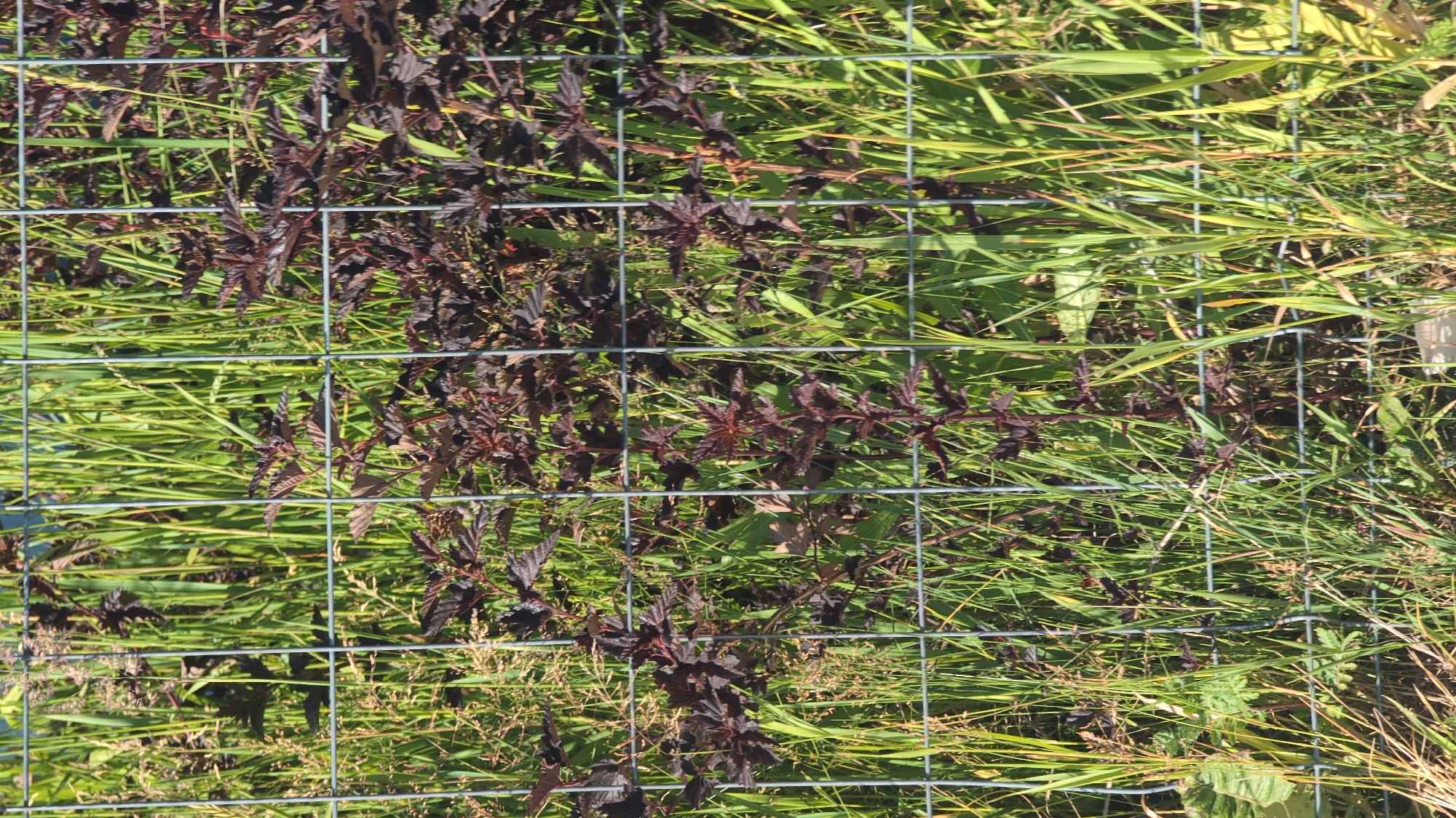 This media file depicts a close-up, slightly angled view of a wire fence with dark red foliage and green grass visible behind it. The fence is constructed from a grid of metal wires, with the grid pattern being a prominent element in the composition. The dark red leaves appear to belong to a shrub or vine, with some of them showing a serrated edge. They are clustered on thin stems and are interspersed with the green blades of grass. The grass is tall and appears somewhat dry in places, with some blades showing yellowing or brown tips, suggesting it might be late summer or early autumn. The lighting indicates it is daytime, with sunlight casting shadows and highlighting the textures of the leaves and grass. The overall scene suggests an outdoor setting, possibly a garden or a wild area, where vegetation is being contained or demarcated by the fence. There is no discernible activity or event taking place; the image is a still capture of the natural environment. No people or animals are visible, nor is any text present in the image. The setting appears to be in Bor, Russia, as indicated by the location context.