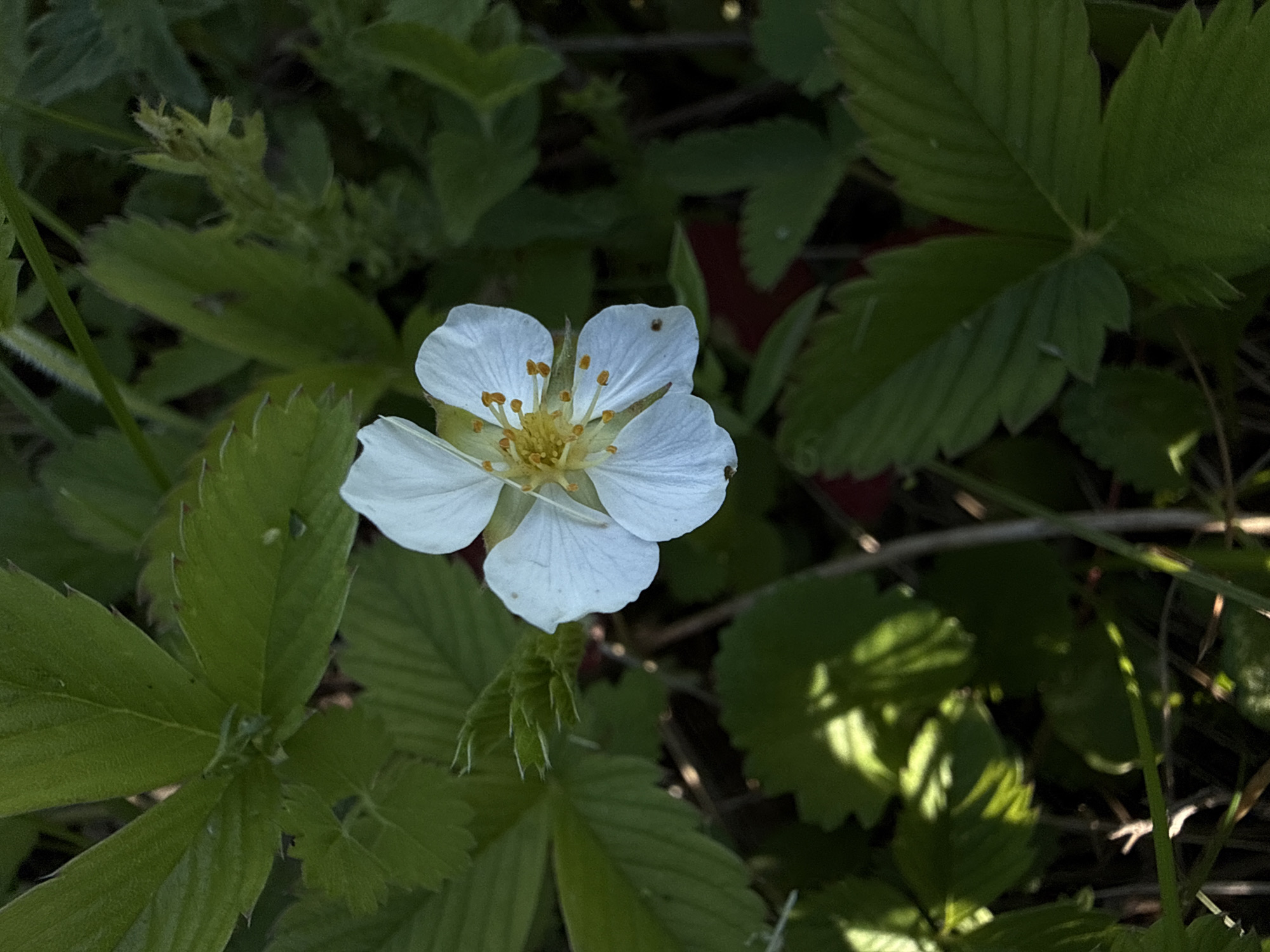 A single white wild strawberry flower with five petals and a yellow center is captured in a close-up shot. The flower is surrounded by green leaves, some of which are illuminated by sunlight, creating a dappled effect. The background is a blur of dark green foliage and brown stems, suggesting an outdoor setting in a natural environment. The image does not contain any people or indicate any specific location within the city of Dokshitsa, Russia.