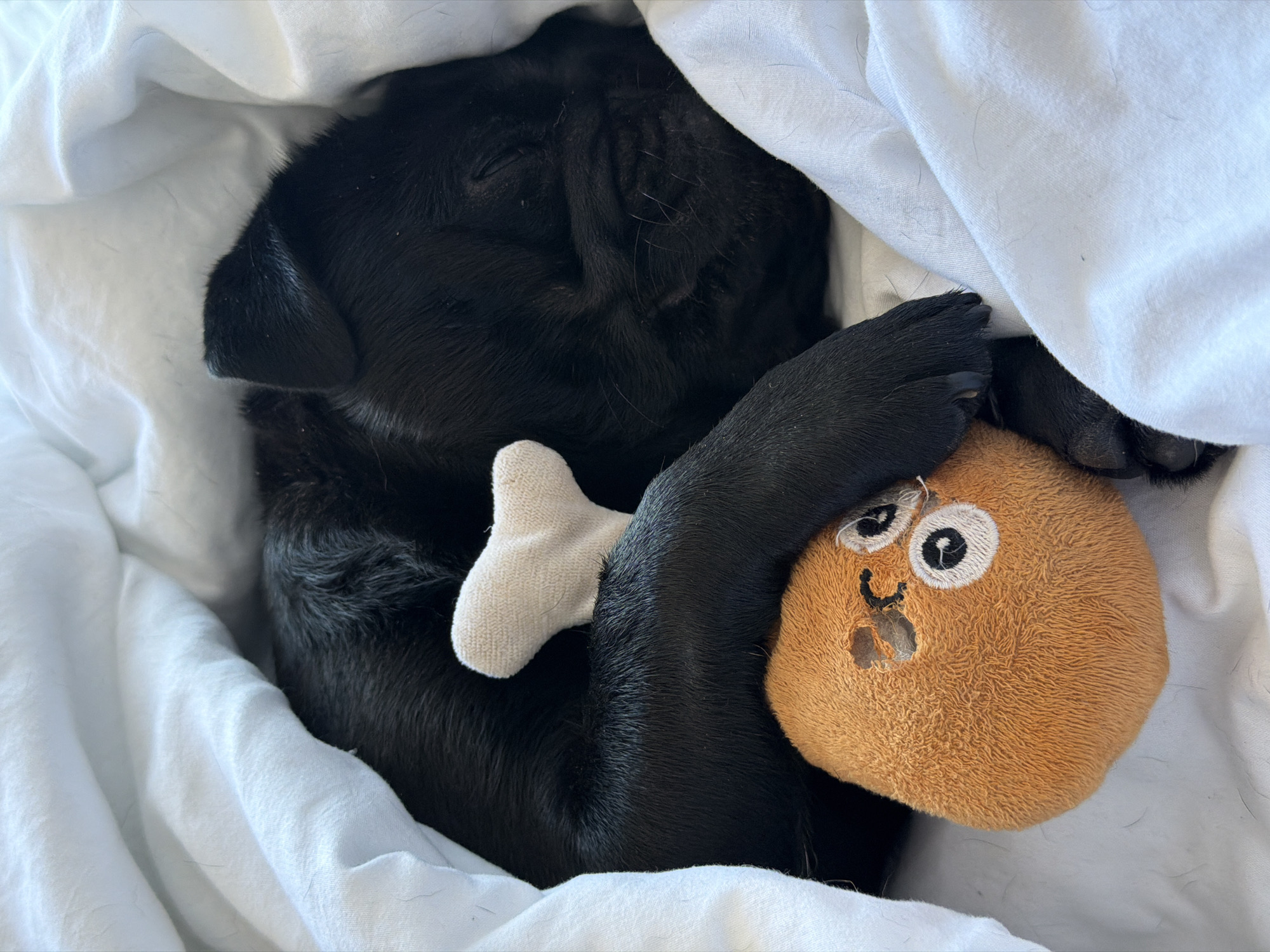 In Sirius, Russia, a black puppy is sleeping soundly, nestled amongst white bedding. The puppy is curled up, with its paws tucked in. One paw is resting on a small, light-colored toy shaped like a bone, while another paw is draped over a well-worn, orange plush toy with stitched eyes and a gaping hole. The puppy's face is partially obscured by the bedding and its own fur, but its closed eyes and relaxed posture indicate deep sleep. The white sheets are slightly rumpled, suggesting the puppy is comfortably settled in for a nap. The scene is domestic and peaceful, capturing a moment of canine slumber.