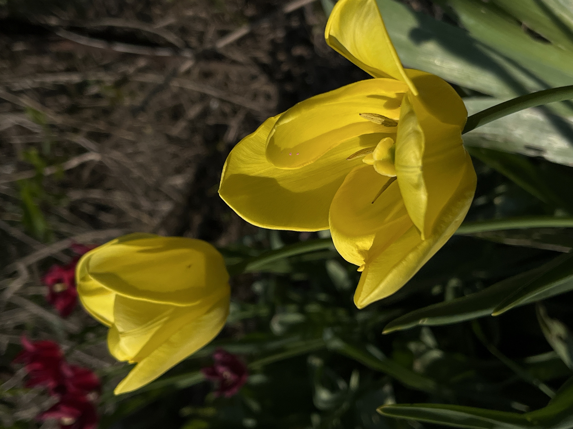 The image shows two yellow tulip flowers in close-up view. The larger tulip is in the foreground and is partly open, revealing its inner details. A smaller, closed tulip is visible in the background. The immediate environment consists of green leaves and stems of the flowers, while a darker, out-of-focus area with brown, dried vegetation is in the upper left corner. There are some red flowers, also out of focus, behind the smaller tulip. The image is well-lit, with the sunlight highlighting the texture of the yellow petals. The location of Novopokrovskaya, Russia is not discernible from the visual information provided.
