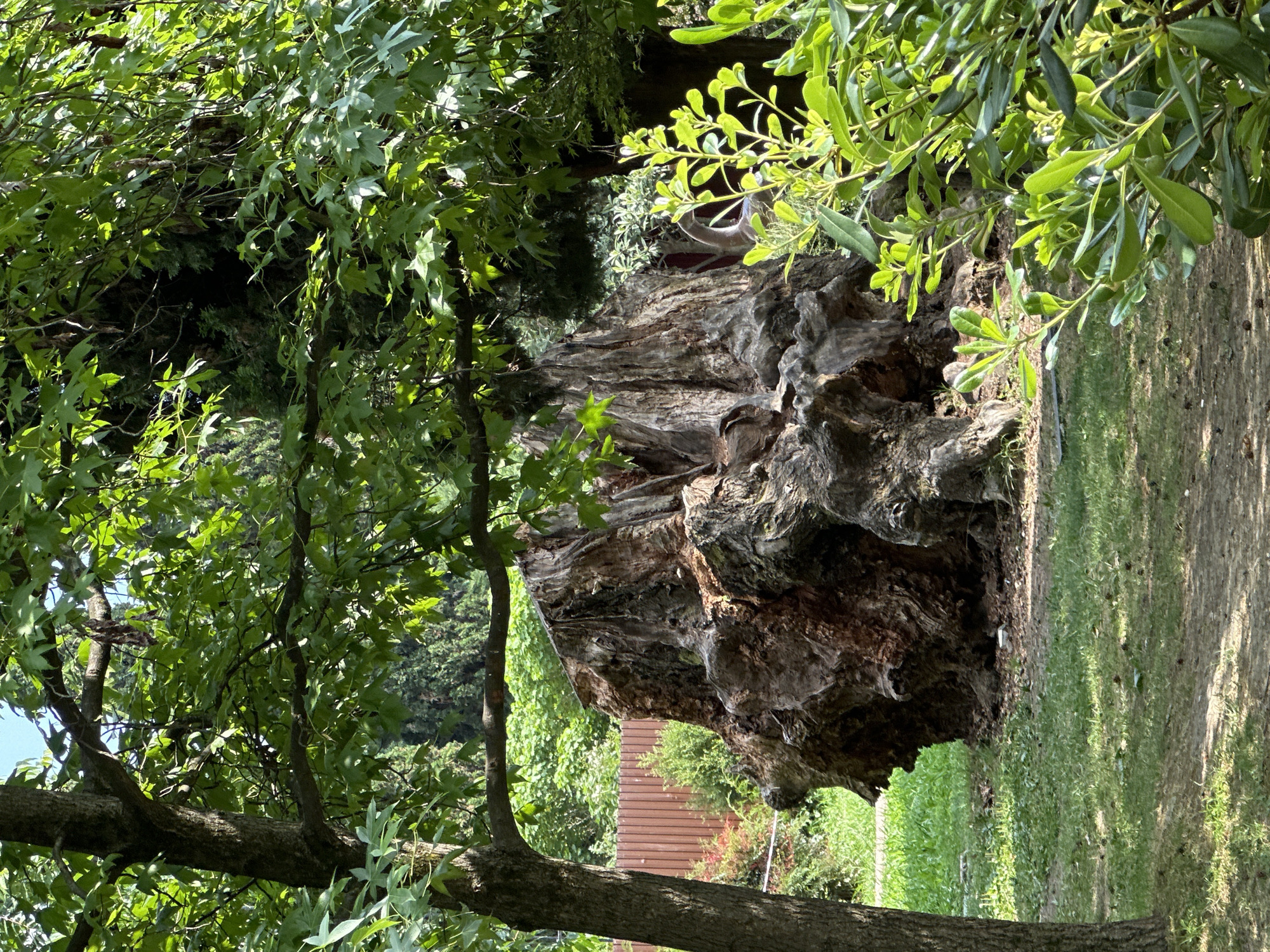 The image shows a large, ancient tree stump in a park-like setting, likely in Sochi, Russia. The stump is rough and gnarled, with deep crevices and exposed wood, suggesting significant age and decay. It is surrounded by lush green grass and foliage, with a large tree in the foreground casting shadows. In the background, a brown wooden fence and various types of trees and bushes are visible. The scene is well-lit by natural sunlight, indicating it was taken during the daytime. There are no people or animals visible in the image.