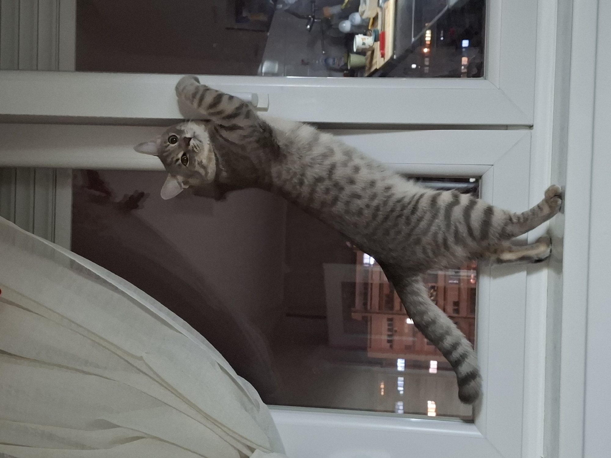 A domestic short-haired cat with grey and brown tabby markings is captured in an unusual, stretched pose across a white window frame. The cat's body is extended horizontally, with its front paws gripping the top section of the frame and its back paws holding onto the side frame. Its head is turned directly towards the camera, showcasing wide, curious green-yellow eyes and upright ears, giving an expression of surprise or alert attention.
The scene is set indoors, looking out through a modern, white PVC window. A sheer, light-colored curtain is visible on the left side of the frame. Outside the window, it is nighttime, with numerous illuminated building lights indicating an urban or suburban environment, specifically in Novi Sad, Serbia. Reflections of interior objects, possibly from a room like a kitchen or utility area, are faintly visible in the upper glass panes of the window. The cat's striped tail hangs downwards towards the bottom right of the image. The unique angle and the cat's pose create a dynamic and engaging portrait. There is no visible text in the image.