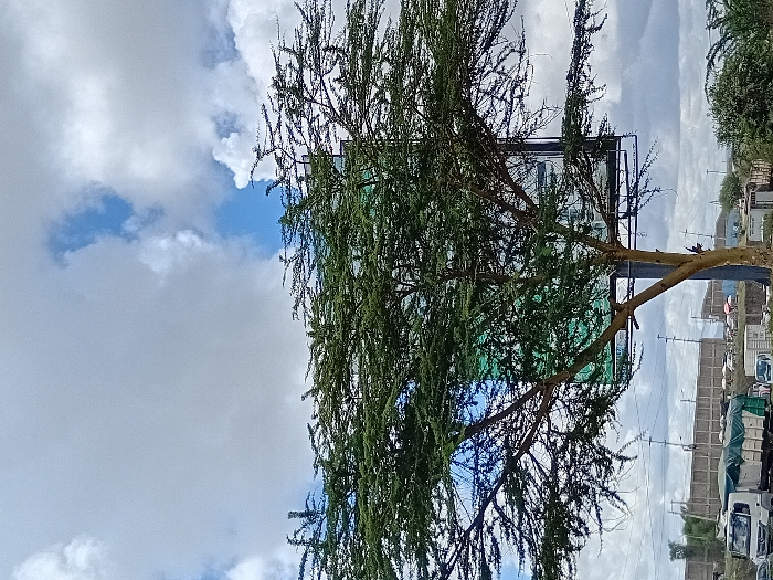 The image shows a large tree with green leaves and a light brown trunk. The tree is in the foreground of the image and is located in front of a large billboard. The billboard is obscured by the tree's branches, but appears to be white with green and black lettering. The tree is located in the city of Mlolongo, Kenya, at coordinates -1.403, 36.945. The sky behind the tree is mostly cloudy, with some areas of blue visible. In the distance, there is a road with cars and trucks driving on it. On the left side of the image, a white truck is parked in front of a grey building with a green roof. The environment is suburban and arid.