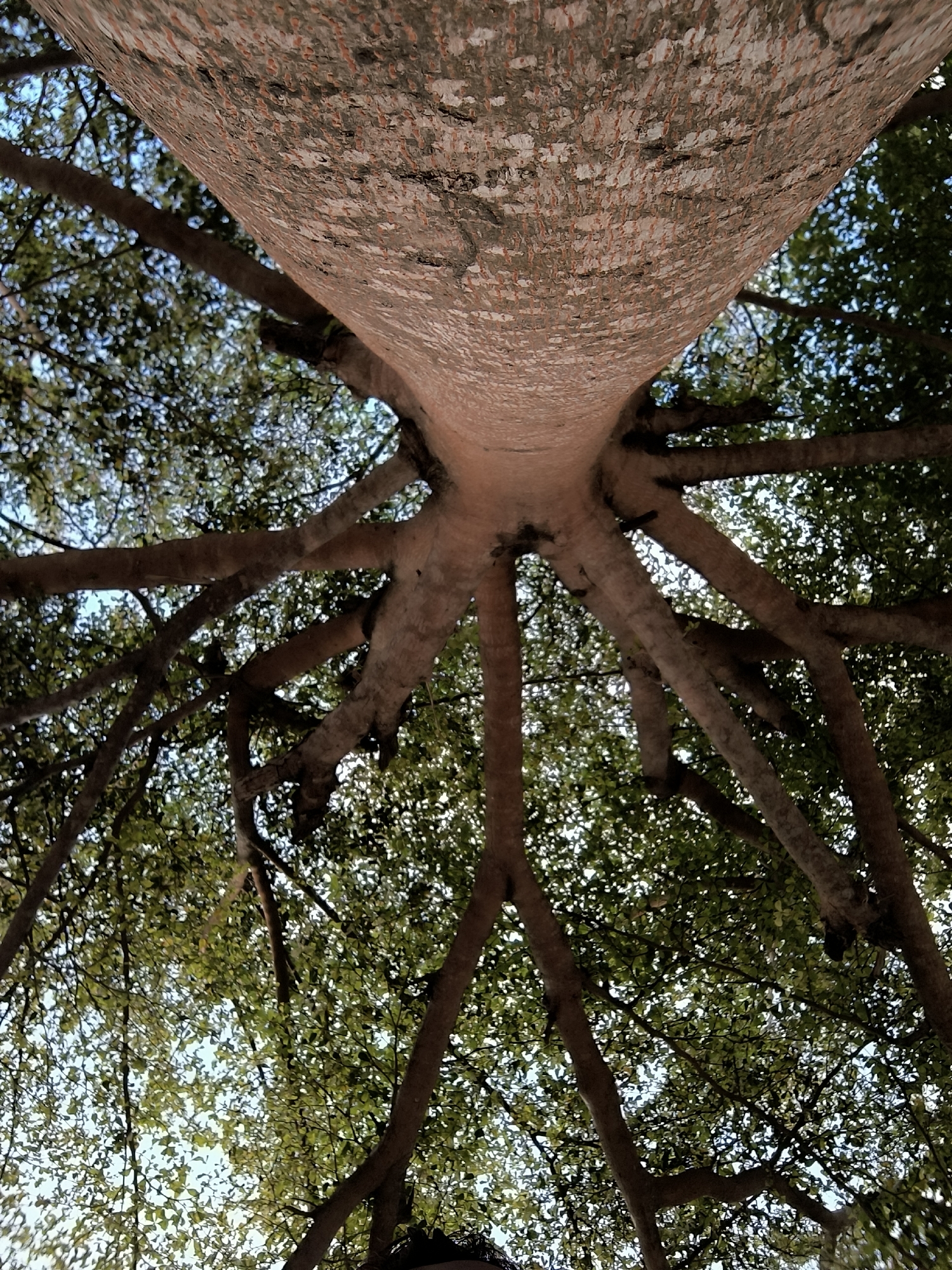 An upward-facing perspective shows the trunk and branches of a tree in Lhokseumawe, Indonesia. The tree has a textured, light brown and grey bark. The trunk tapers as it branches out into multiple limbs, which are spread across the frame, forming a canopy of green leaves against a light blue sky. The lighting suggests it is daytime. There are no people or other animals visible in the image.