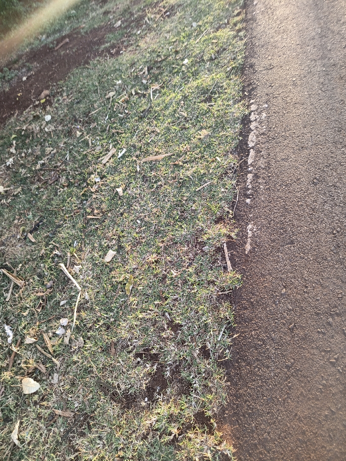 The image displays a ground-level scene within Ewuaso Oonkidong'i ward, Kenya. The view is bisected vertically, with the left two-thirds depicting a sparse grassy area containing patches of exposed brown soil. Scattered throughout this grassy section are numerous small wooden fragments, dried leaves, and irregular white pieces of debris. The right third of the image shows a dark, granular, compacted surface, consistent with a road or well-trodden path. A distinct, somewhat irregular line demarcates the boundary between the grassy verge and the dark surface, with small, light-colored particulates visible along this edge on the path side. The scene is illuminated by direct sunlight, casting subtle shadows and highlights. No people, animals, or vehicles are present.