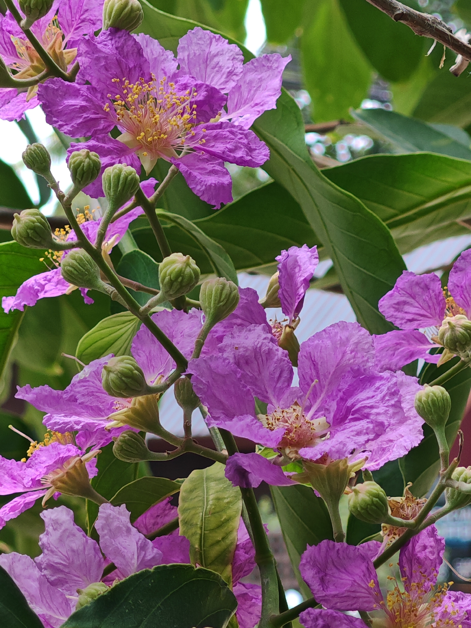 The image captures a cluster of vibrant purple Lagerstroemia indica flowers, commonly known as Crepe Myrtles, in full bloom. The flowers are characterized by their ruffled petals and prominent yellow stamens. Several green buds are interspersed among the blossoms, indicating a continuous flowering cycle. The foliage is lush and green, with large, ovate leaves providing a verdant backdrop. The lighting suggests an outdoor setting, possibly a garden or park in Baan Bang Rak, Thailand, where the bright sunlight illuminates the delicate texture of the petals and the intricate details of the flowers. The background is softly blurred, hinting at more greenery and possibly distant structures, but the focus remains sharply on the flowering branches. There are no people or animals visible in the scene, and no actions or interactions are depicted.