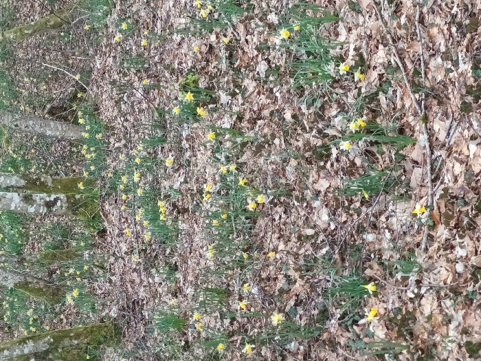 The image depicts a woodland floor in Étalle, Belgium, densely covered with brown, dried deciduous leaves and scattered small branches. Numerous yellow daffodils (Narcissus pseudonarcissus) are observed blooming throughout the scene, their green stems and foliage emerging from the leaf litter. In the background, multiple tree trunks, exhibiting light-colored, mottled bark with some moss accumulation, are visible. The ambient light appears filtered, consistent with an overhead canopy. No human subjects, animals, or artificial objects are present, nor are any actions or interactions depicted.