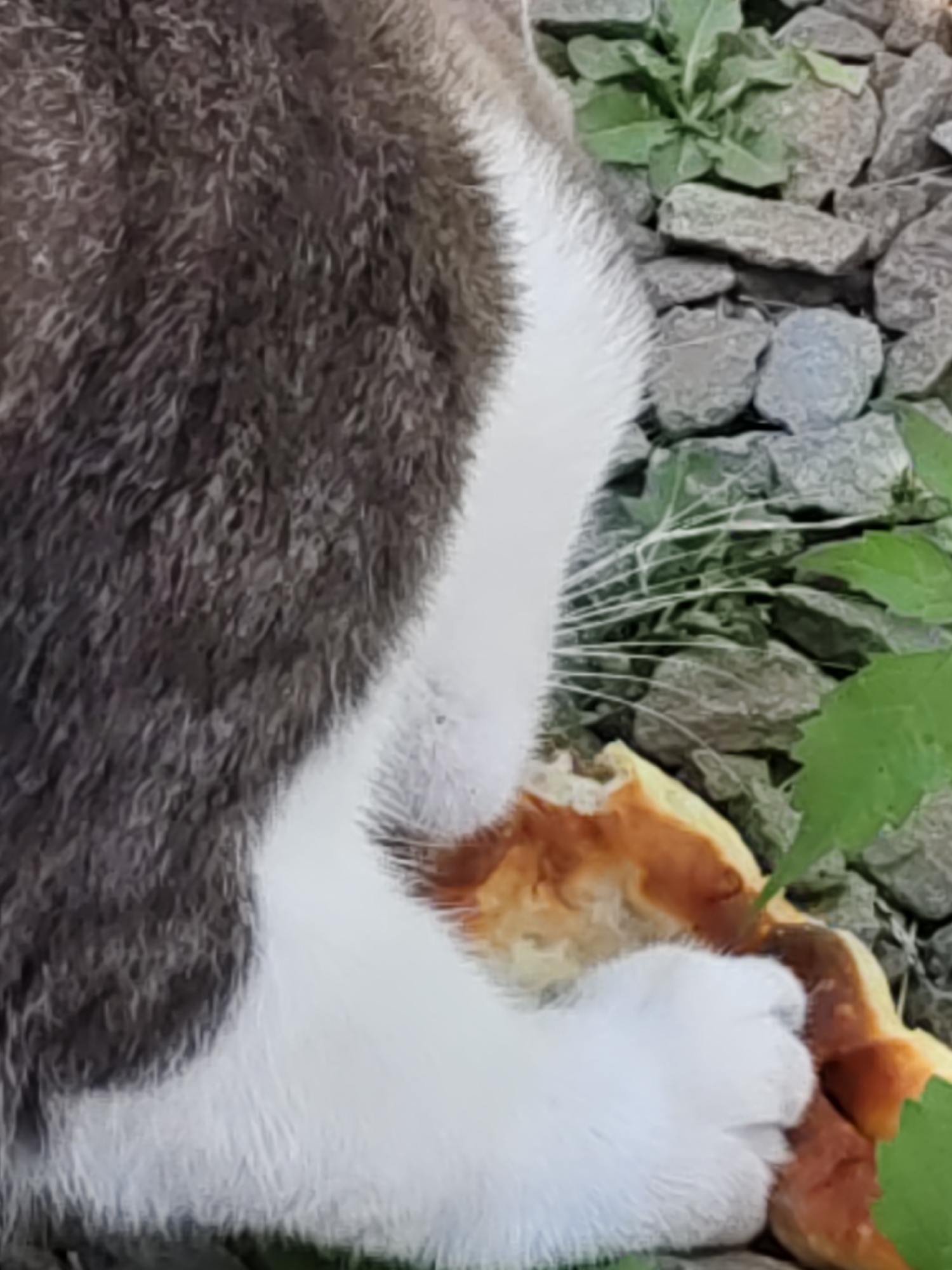 The image shows a close-up view of a cat's hind leg and paw resting on a piece of bread. The cat has gray, white, and brown fur. The background consists of gravel and green foliage. The scene appears to be outdoors. The location of Rostov-on-Don, Russia, is not depicted or suggested by the image content.