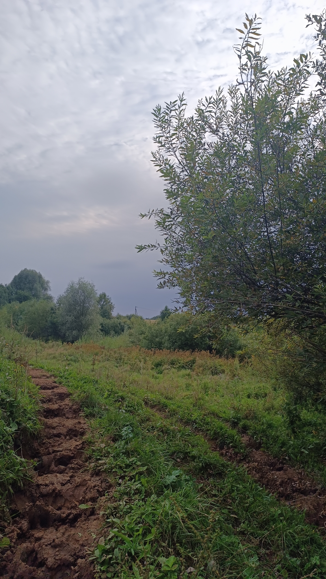 An overcast sky looms above a rural landscape in Karsha, Russia. A dirt path, churned by tires, winds uphill through tall green grass and vegetation. On the right, a leafy green tree dominates the foreground, its branches reaching towards the sky. In the distance, a dense line of trees creates a natural horizon, with a single utility pole visible against the muted sky. The scene conveys a sense of natural untouched beauty, typical of the Russian countryside.