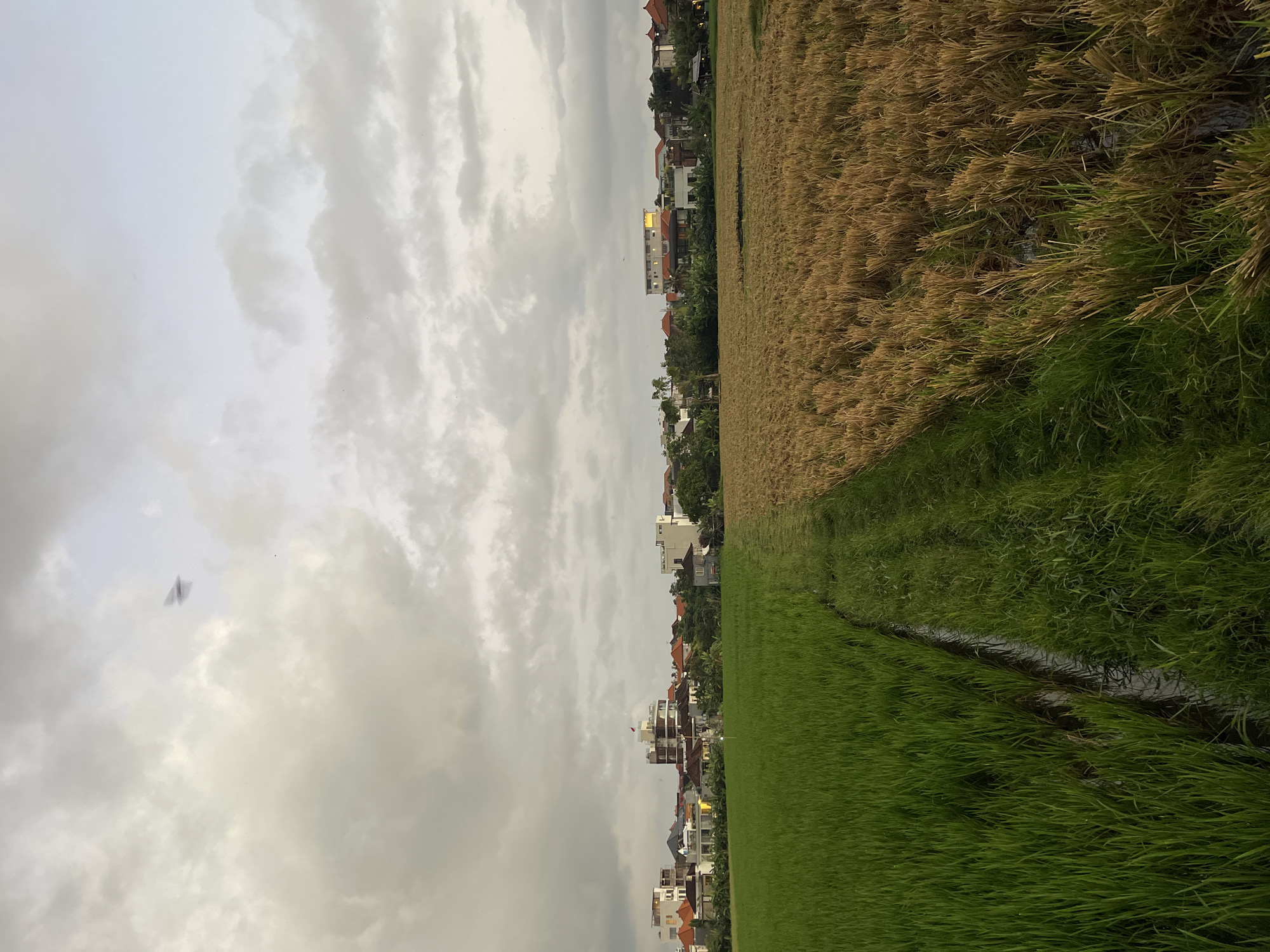 The image depicts a scenic view of a rice field in North Kuta, Indonesia. The rice field is divided into two sections: one with lush green, newly planted rice stalks and another with dry, golden stalks, indicating a transition from growth to harvest. A narrow waterway runs through the green section, reflecting the overcast sky.
In the background, a line of houses and buildings with terracotta roofs and modern architectural styles suggests a residential area bordering the fields. Trees are interspersed among the buildings, adding to the natural landscape. The sky is heavily clouded, suggesting it's either early morning or late afternoon, or that rain might be approaching. The overall mood is peaceful and serene, highlighting the coexistence of agricultural land and human settlement. There are no people or explicit text visible in the image. The presence of a kite in the sky adds a touch of playful activity to the otherwise tranquil scene.