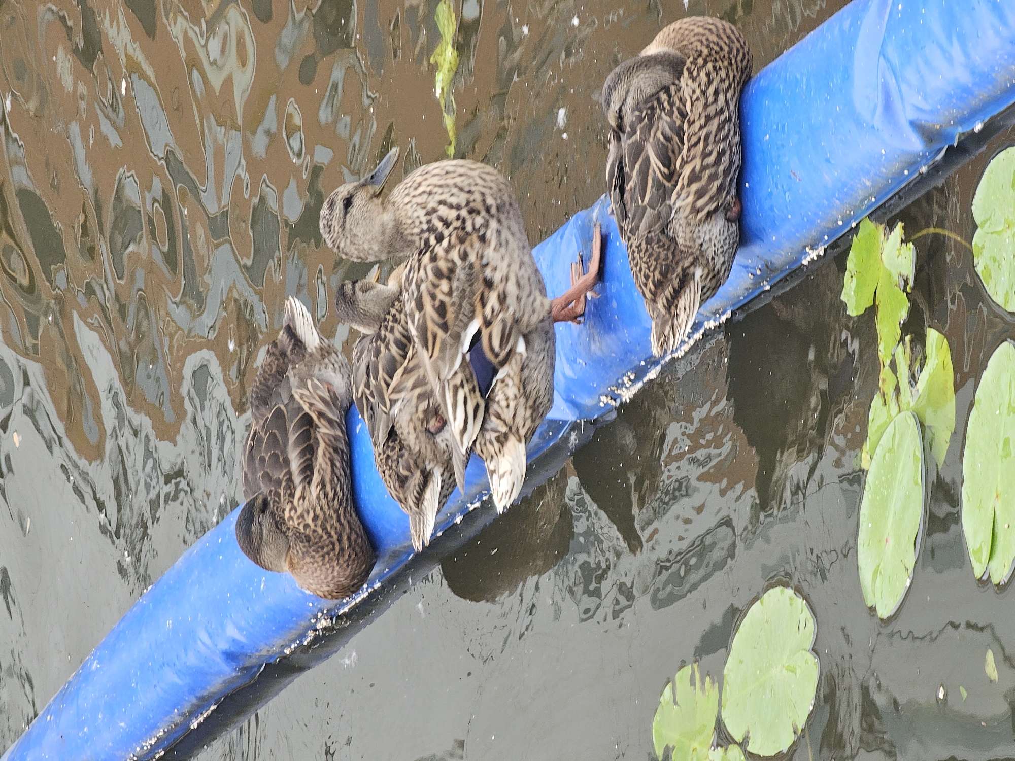 Four mallard ducks are resting on a blue inflated barrier in a body of water. One duck is standing and looking to the right, while the other three are sleeping or resting with their heads tucked. The water has lily pads floating on the surface and reflections of trees or buildings. The scene appears to be in a park or canal in Khimki, Russia.