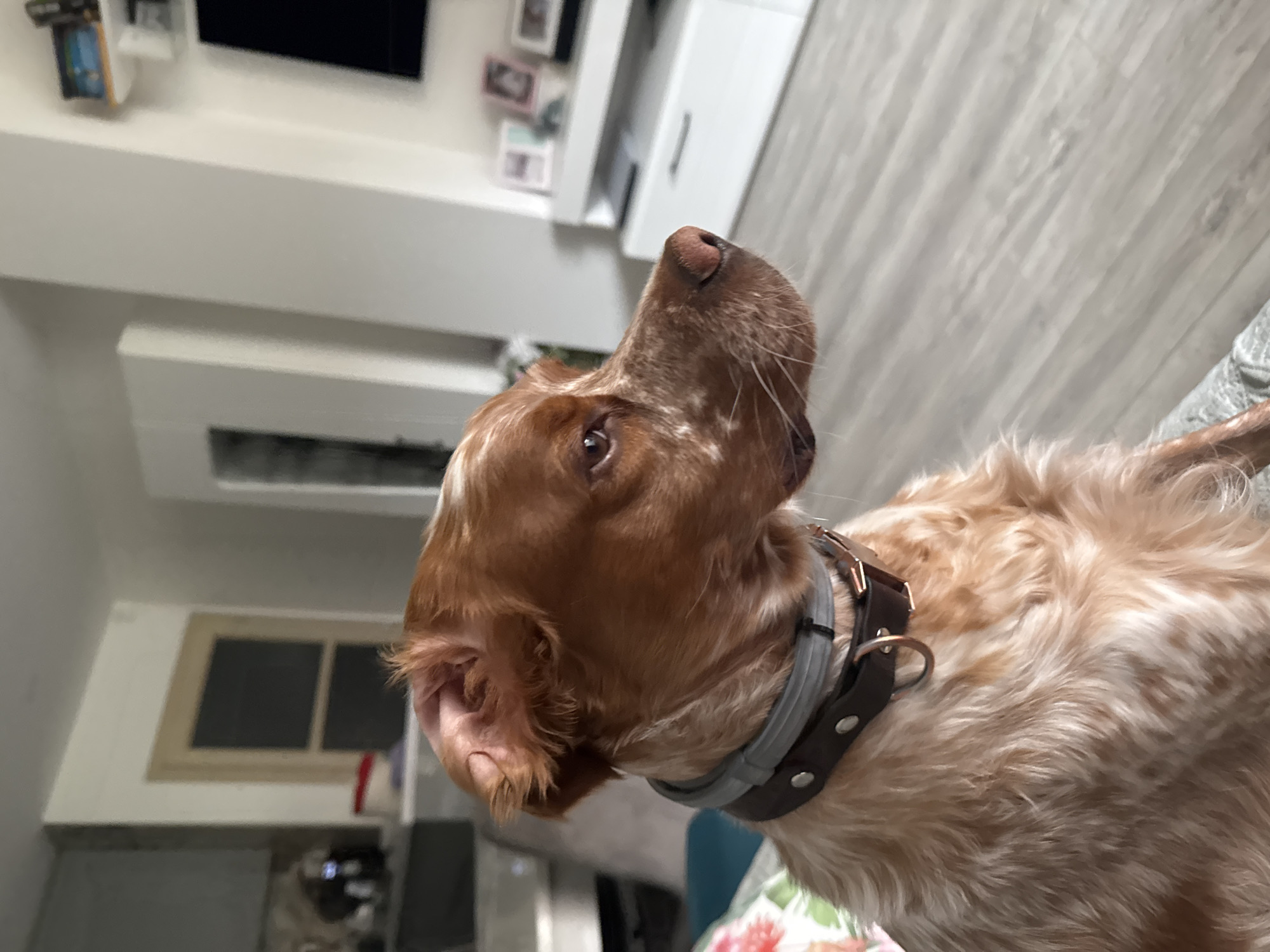 The image shows a close-up of a dog, specifically a Brittany Spaniel, with a brown and white coat. It is wearing a gray and brown collar. The dog is looking upwards.
The background reveals an indoor setting with a white wall, cabinets, and a window. There are also some decorative items on the shelves. The flooring appears to be light-colored wood or laminate.
There is no information in the image to suggest that this scene is in Sofia, Bulgaria. Therefore, location cannot be confirmed.