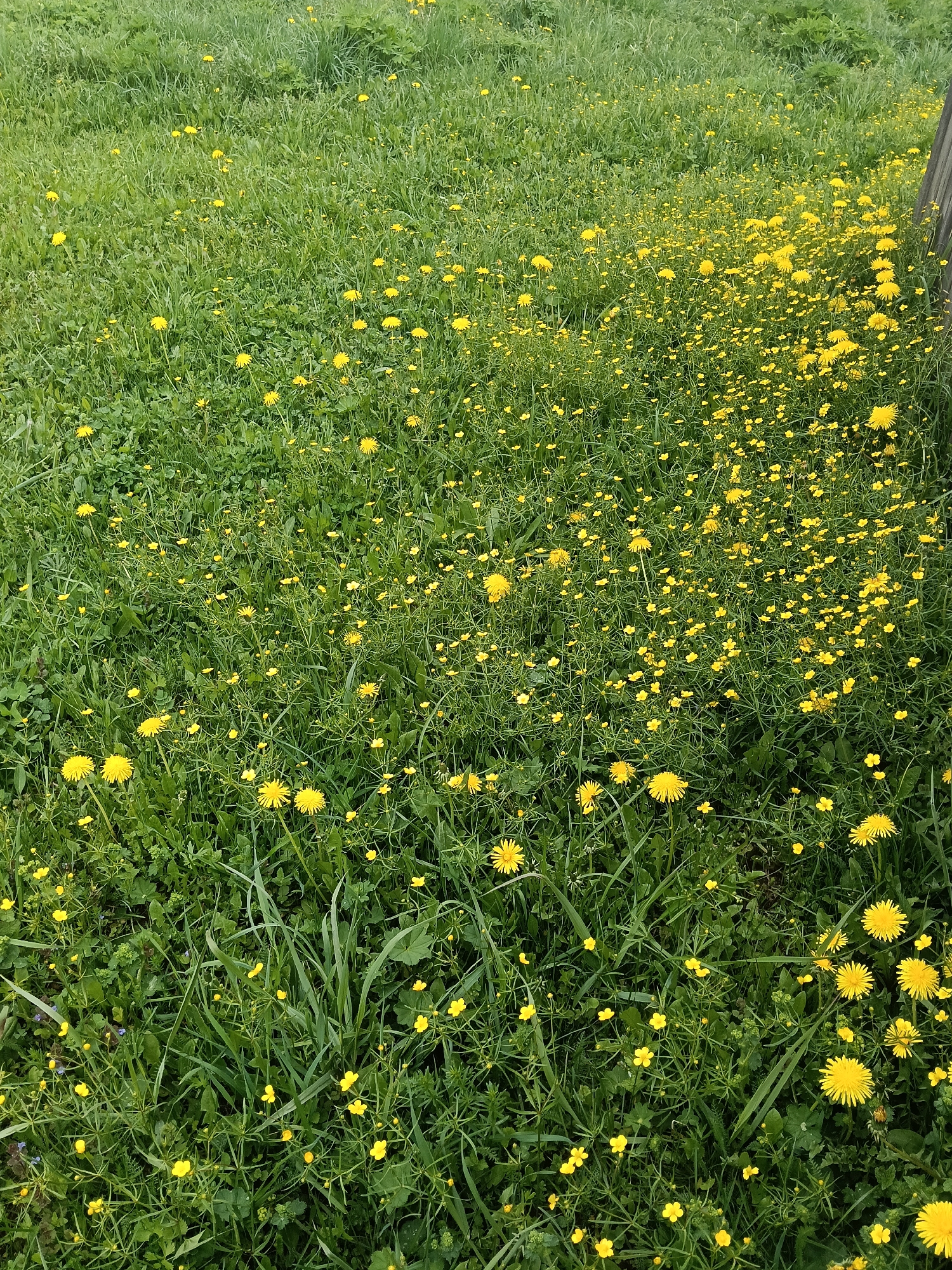 The image depicts a field of green grass interspersed with yellow wildflowers, possibly dandelions and buttercups. The grass appears uncut and varies in height, with some patches longer than others. The flowers are scattered throughout the field, with a higher concentration towards the right edge of the frame. A small piece of wooden structure is visible on the right edge.
There is nothing in the image to associate it with Красный Маяк, Russia. The context of the image appears to be natural and unidentifiable to a specific area.
