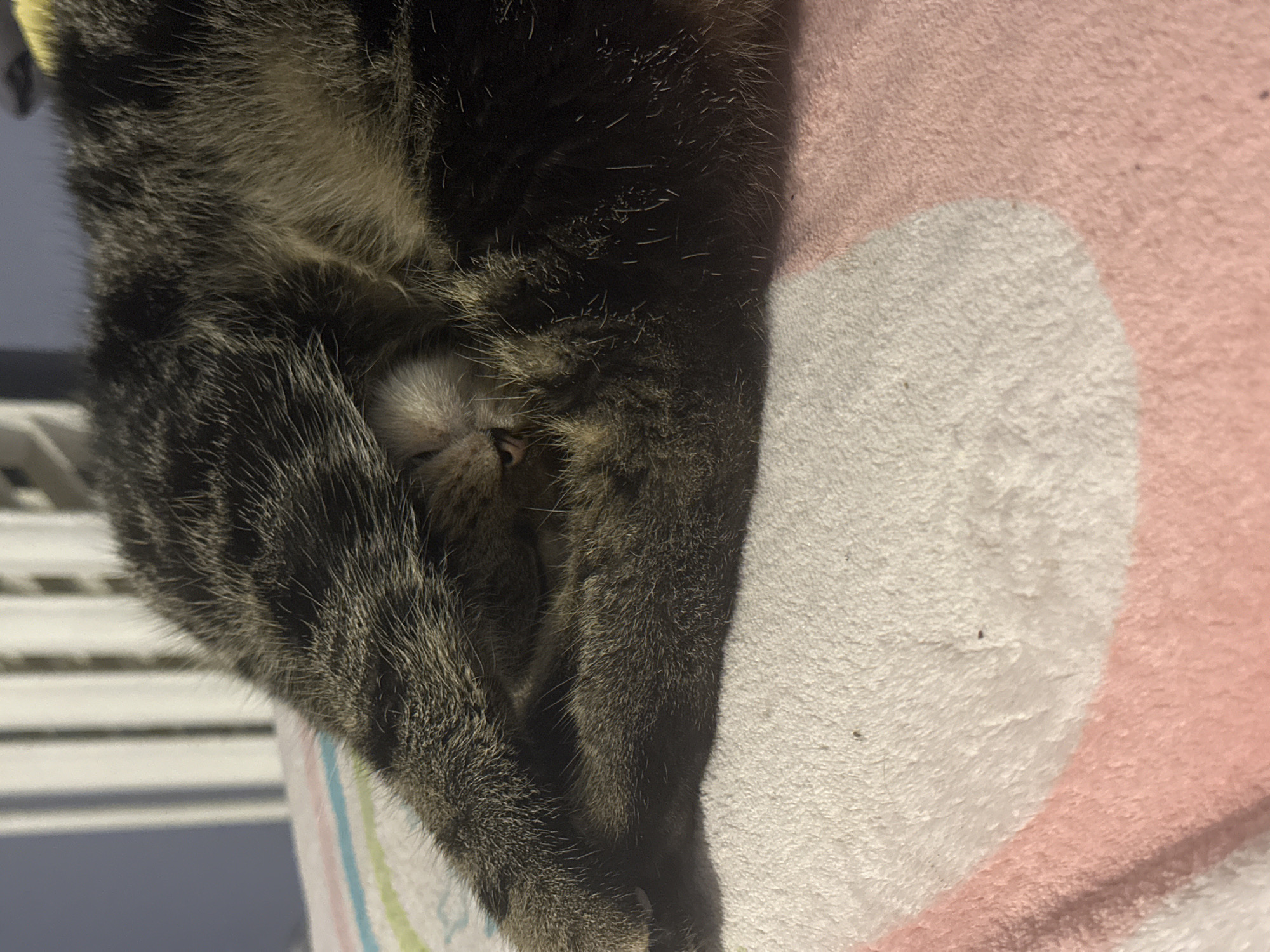 A tabby cat is depicted curled up and sleeping peacefully on a soft blanket. The cat's face is mostly hidden by its paws, with only a glimpse of its pink nose and snout visible. Its fur displays a typical tabby pattern with dark stripes and lighter brown/grey undertones. The cat is resting on a light pink blanket that features a prominent white circular or oval pattern. Beneath this, a second blanket with subtle light blue, pink, and green stripes can be seen. In the background, out-of-focus white horizontal blinds or slats suggest an indoor setting, likely a cozy room such as a bedroom or living area. The overall impression is one of tranquility and comfort. The time of day appears to be quiet, conducive to rest. There is no visible text in the image. This scene takes place in Stavropol, Russia.