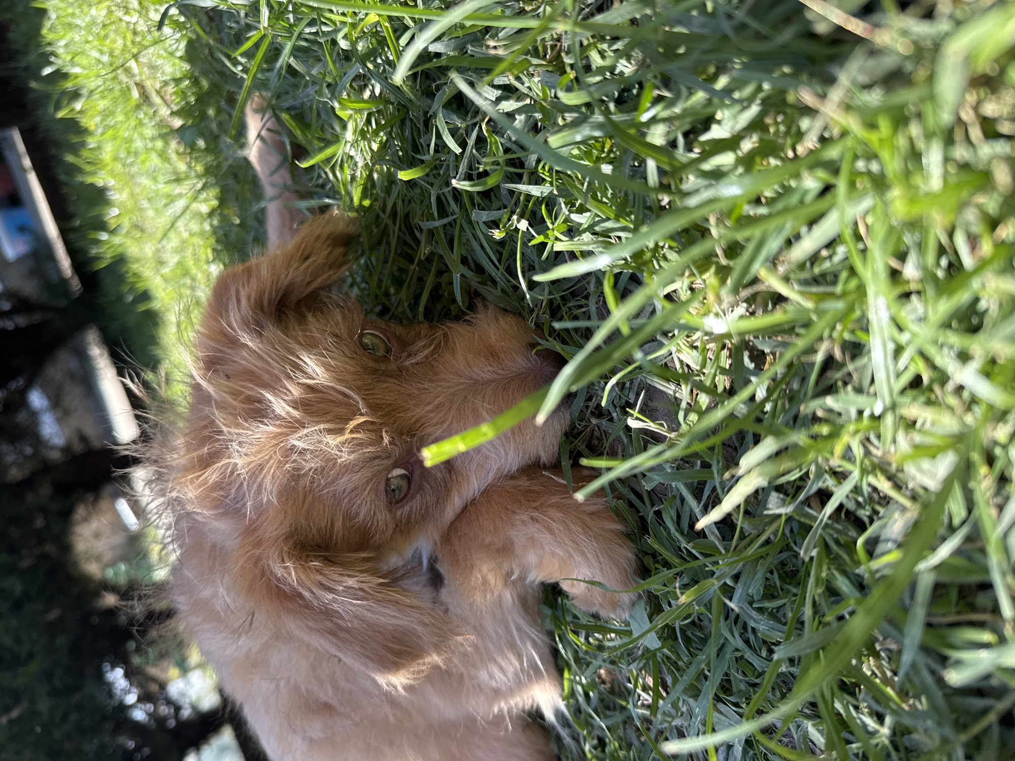 A light brown, small dog is lying in green grass. The dog is curled into a ball and looking at the camera with its green eyes. The grass is thick and blades are visible throughout the image. The location is not discernible as Dolna Oryahovitsa, Bulgaria based on the visual information in the image.