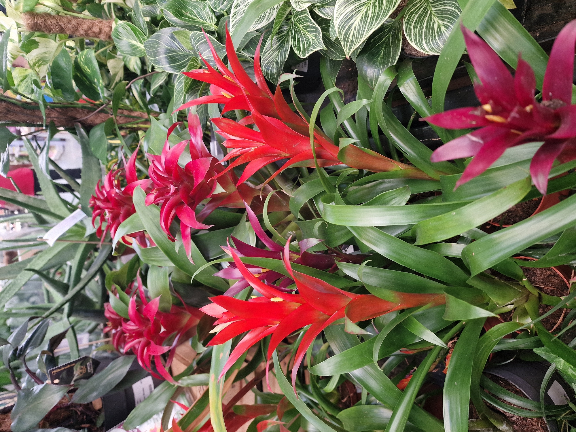 The image displays a close-up view of several potted bromeliad plants with vibrant red and deep red-purple flower spikes, interspersed with lush green foliage. The plants are arranged in what appears to be a nursery or garden center setting, with other greenery and some blurred background elements suggesting an indoor environment. The lighting is bright, illuminating the colors and textures of the plants. The location is the city of Wootton, United Kingdom.