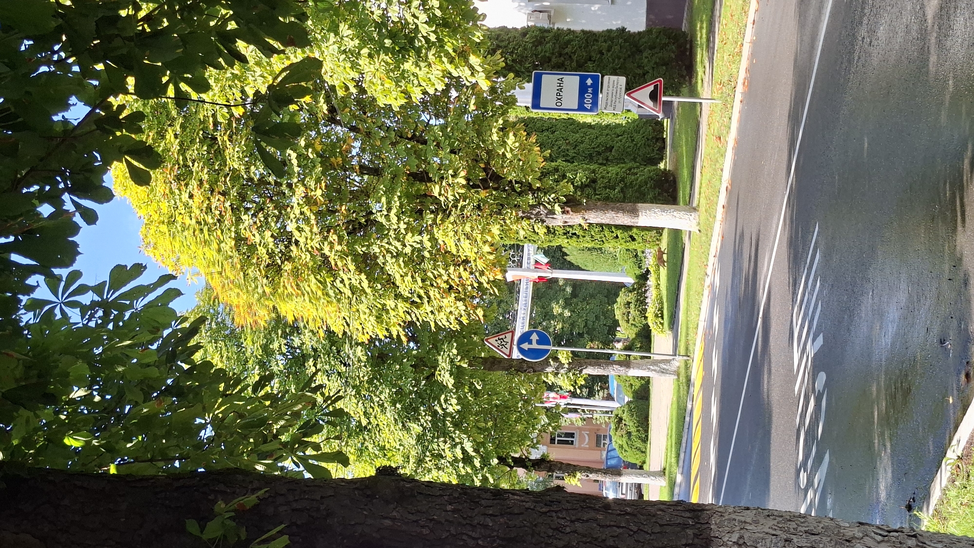 The image captures a street scene in Myadzyel, Belarus, under a clear blue sky on a sunny day. The foreground is dominated by a wet asphalt road, possibly indicating recent rain or street cleaning. White lane markings, including what appears to be a pedestrian crossing, are visible on the road. To the left, the rough, textured bark of a large tree trunk is prominent, with lush green leaves and branches extending into the frame from above.
The middle ground reveals a row of trees with vibrant green and yellow foliage, suggesting the autumn season is approaching or has begun. These trees are planted along a grassy verge, which is interspersed with manicured green bushes. Several traffic signs are present: a circular blue sign with a white arrow indicating a mandatory turn, a triangular sign with two figures walking, and a blue rectangular sign with white text that reads "ОХРАНА" (Okhraha, meaning "Protection" or "Guard") and "400м" (400m) with an arrow pointing right. Another triangular sign with a raised hump indicates a speed bump. In the background, there are buildings, more trees, and a line of flags, possibly indicating a public event or official location. A small, fox-like animal is seen walking on the grass to the right of the road. The overall impression is a well-maintained urban environment with natural elements.