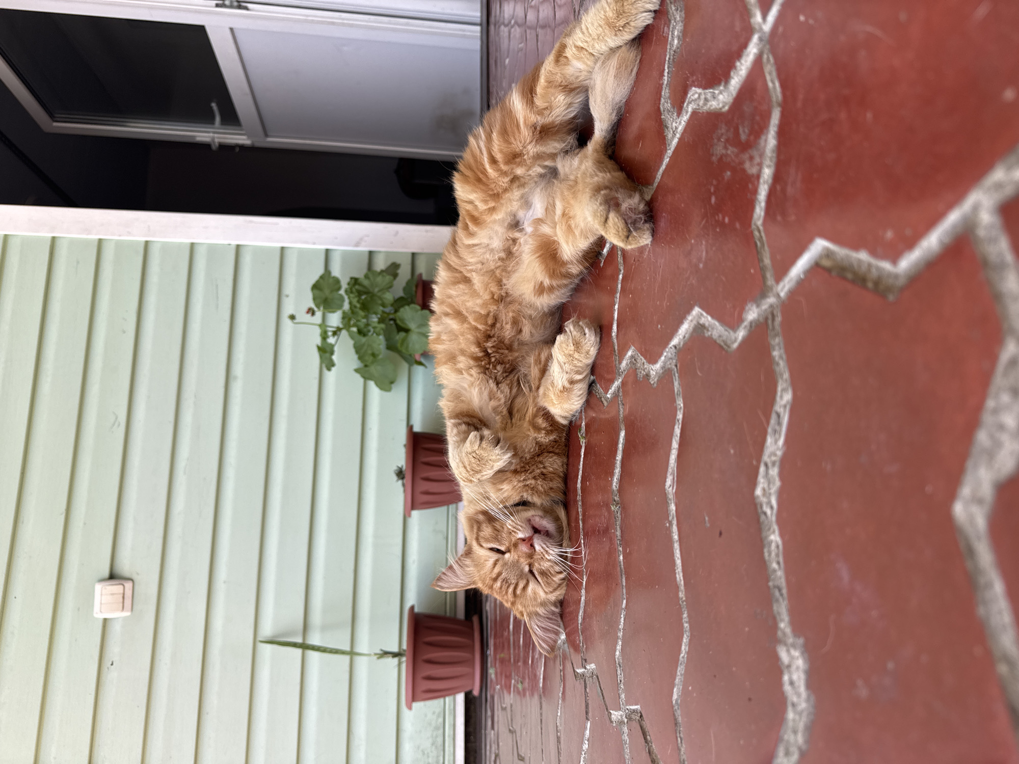 In the city of Vesyoloye, Russia, an orange tabby cat is depicted sleeping on a red tiled patio. The cat is lying on its back, with its eyes closed and its mouth slightly open, exposing its tongue. Its paws are extended upwards, and its body is relaxed. The patio tiles are arranged in a geometric pattern with visible grout lines. In the background, a light green, horizontally paneled wall is visible. To the left, two terracotta pots with plants are placed against the wall. To the right, an open doorway with a glass-paneled door is present. The scene appears to be outdoors, likely on a porch or veranda.