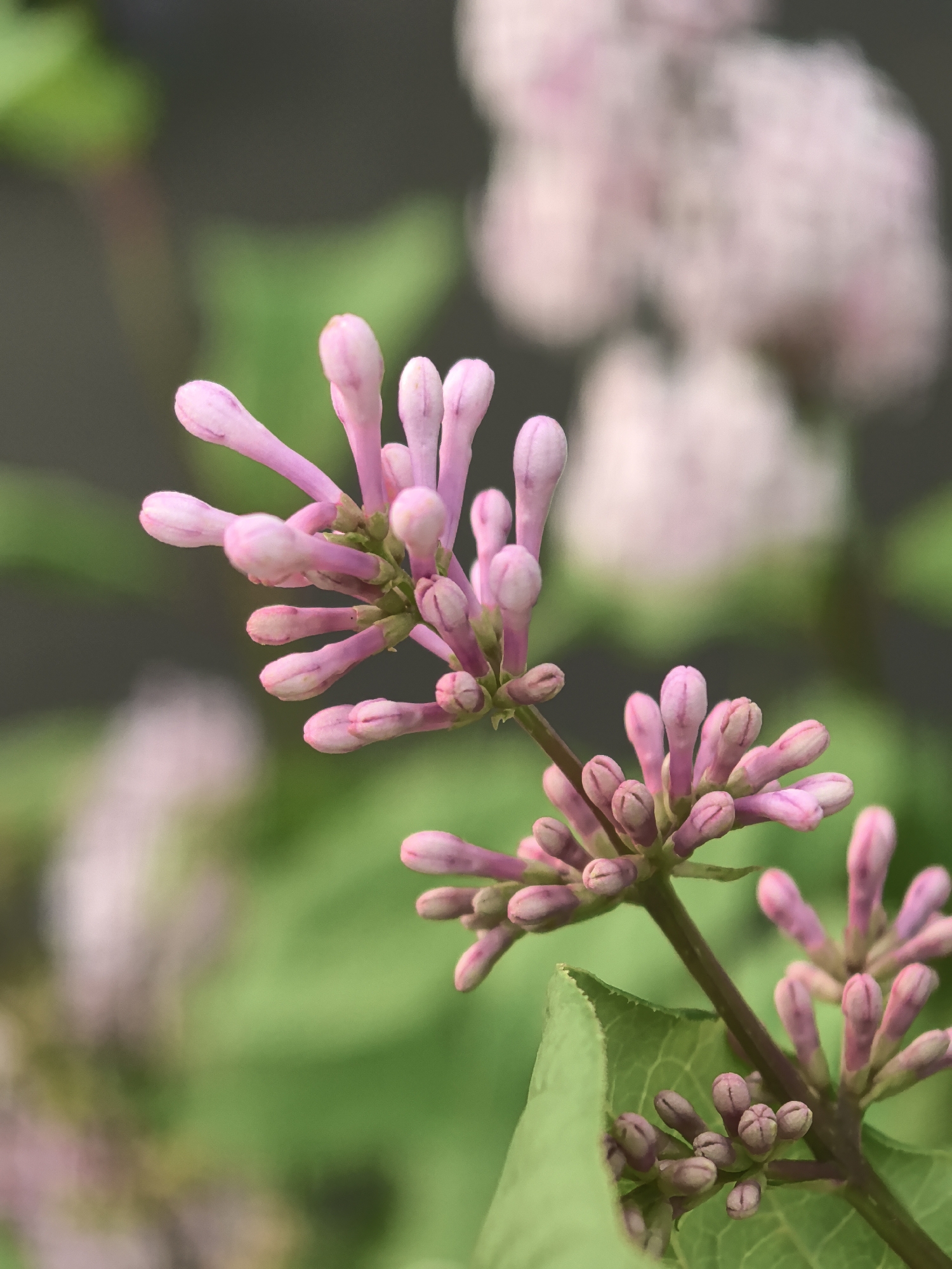 The image shows a close-up of a lilac bush with pink buds. The foreground focuses on a branch with numerous closed flower buds, a light pink hue, and a green stem. The buds are clustered tightly together. A few green leaves are visible near the branch. The background is blurry, showing more lilac blossoms and greenery. The specific location in Perm, Russia, cannot be determined from the image alone.