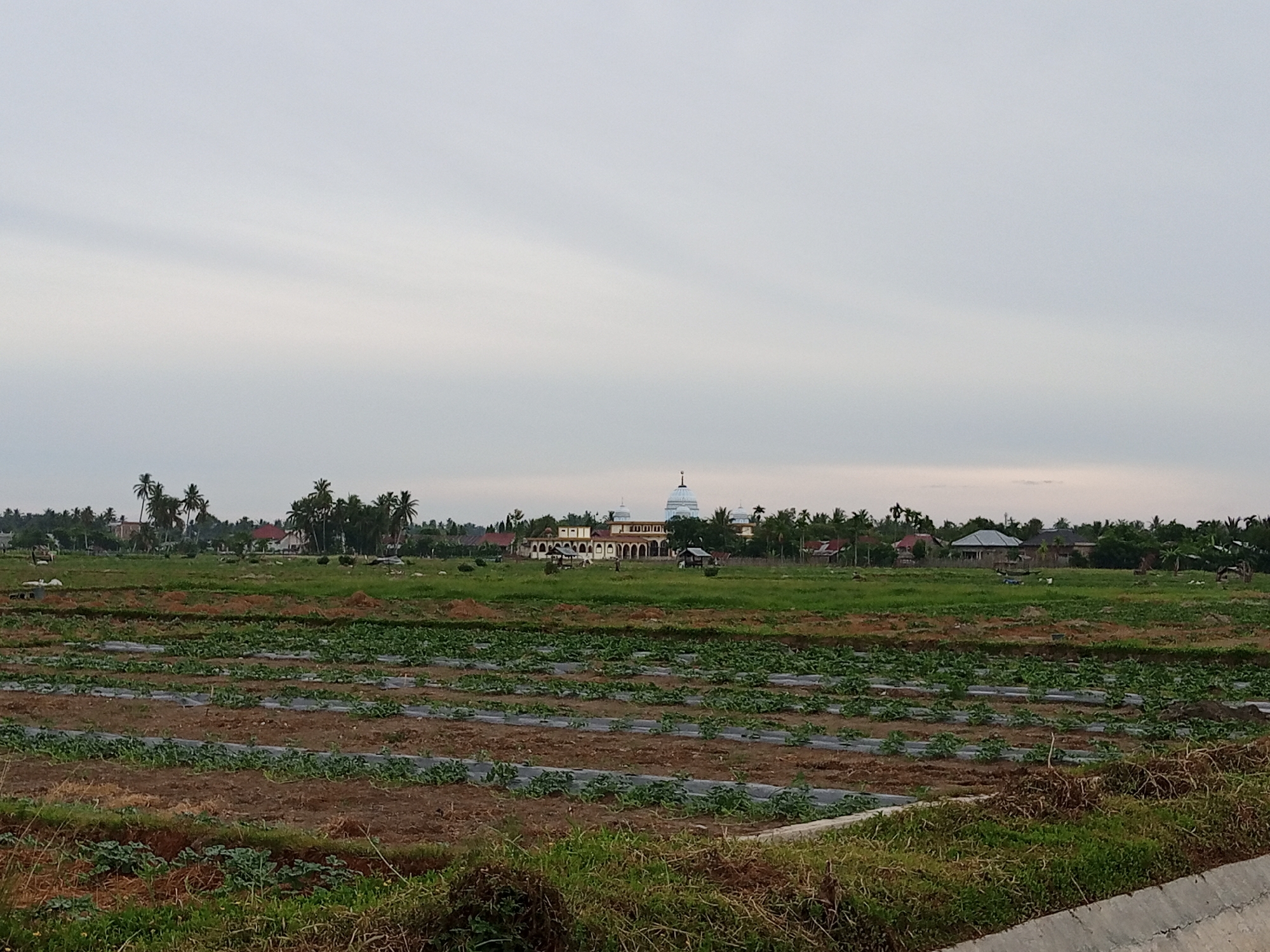 The image depicts a rural landscape with agricultural fields in the foreground and a town in the distance, possibly in Geudongalue, Indonesia. The foreground features rows of cultivated plants covered with plastic sheeting, indicating a farming activity. The ground is a mix of brown soil and green vegetation. In the mid-ground, there is a vast expanse of green grass. The background reveals a cluster of buildings, including a prominent structure with a dome and multiple arches, likely a mosque or a significant religious building, surrounded by houses and palm trees. The sky is overcast, suggesting a cloudy or early morning/late evening atmosphere. There are no visible people in the image. The scene conveys a sense of agricultural productivity and community life in a tropical or subtropical setting.