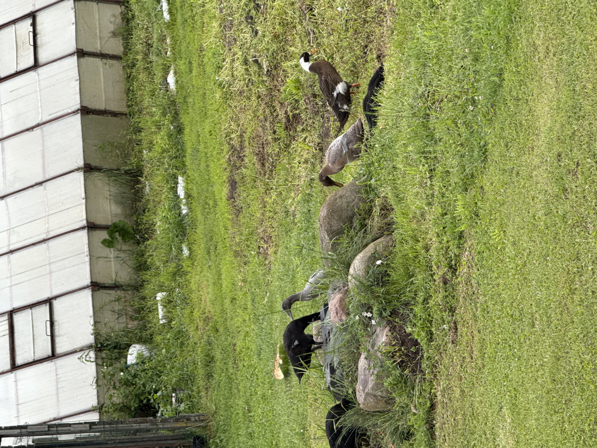 In the city of Galinė, Lithuania, a pastoral scene unfolds with several ducks gathered in a grassy area adjacent to a greenhouse. The greenhouse, with its translucent panels and metal frame, dominates the background. In the foreground, a group of ducks, including black, gray, and brown-and-white individuals, are observed near a cluster of rocks. Some of the ducks are pecking at the ground, possibly foraging for food, while others are standing or moving around the rocks. The environment is lush with green grass and scattered weeds, indicating an outdoor, possibly rural or semi-rural setting. The lighting suggests it is daytime, with overcast conditions contributing to a diffused light.