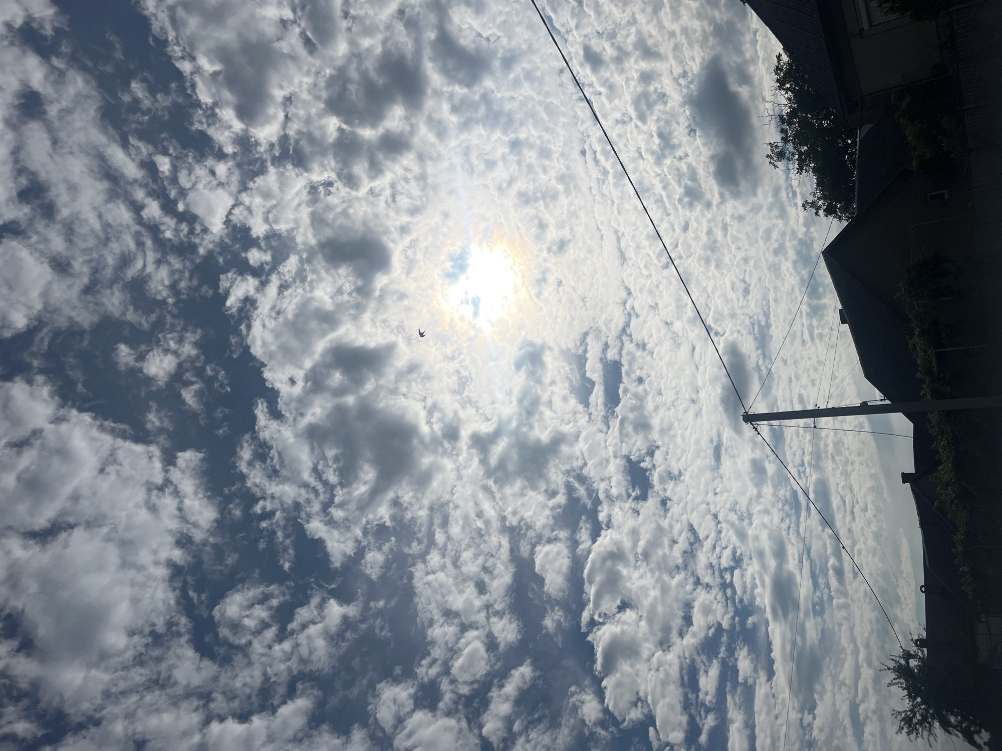 The image depicts an outdoor scene in Tarnivtsi, Ukraine, predominantly featuring a sky filled with numerous white and light gray altocumulus clouds against a blue-gray background. A bright, starburst-like sun is visible in the upper center-right, partially obscured by the clouds and emitting a strong glare. A dark, silhouetted bird is captured in flight in the upper left quadrant. The lower portion of the scene is heavily shadowed, presenting dark silhouettes of ground elements. These include a utility pole positioned in the lower center-right, with multiple power lines extending horizontally across the lower-mid section of the frame. Below the power lines, the gabled rooftops of several residential buildings are visible, interspersed with dark, silhouetted trees and shrubs. No people are present, and no overt interactions are discernible.
