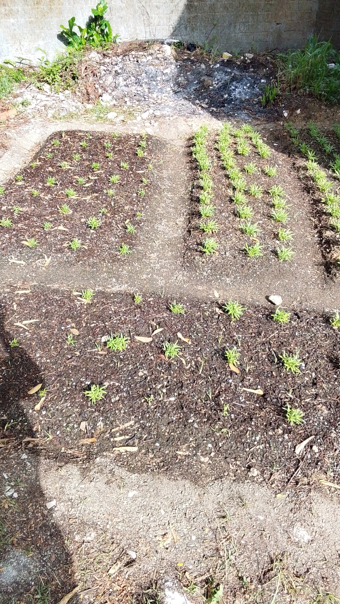 The image depicts a garden plot with rows of young plants growing in dark soil. The garden is situated outdoors, with a concrete wall in the background and debris scattered near the wall. The plants are small and green, arranged in neat rows, suggesting they have recently been planted. Sunlight is casting shadows on the ground, indicating a daytime scene. The overall environment appears to be a domestic or community garden setting.