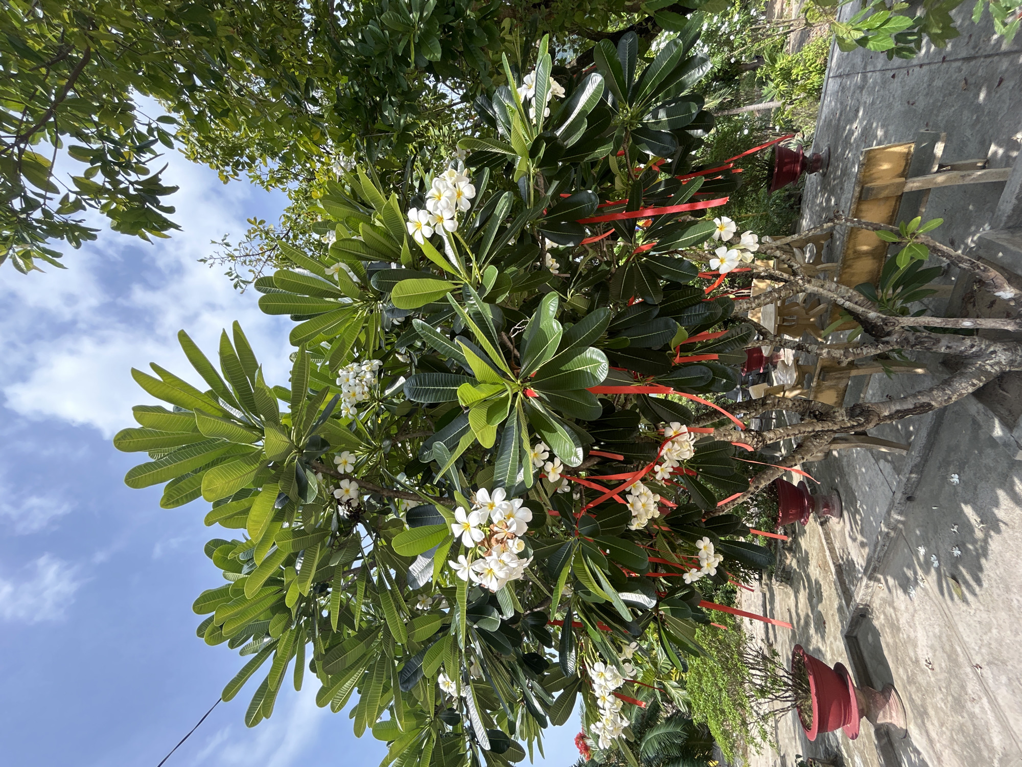 In Nam Nha Trang Ward, Vietnam, a frangipani tree, adorned with numerous red ribbons, blossoms with white flowers under a partly cloudy sky. The tree is positioned in a paved outdoor area with shadows cast from the overhead foliage. In the background, a variety of green foliage is visible, including other trees and bushes. Two large red planters, each containing a small green bush, are placed on the paved ground. A wooden bench and table set are situated near the frangipani tree. The ground is a light gray concrete, and scattered white petals can be seen on its surface. The scene is tranquil and appears to be a part of a garden or outdoor recreational space.