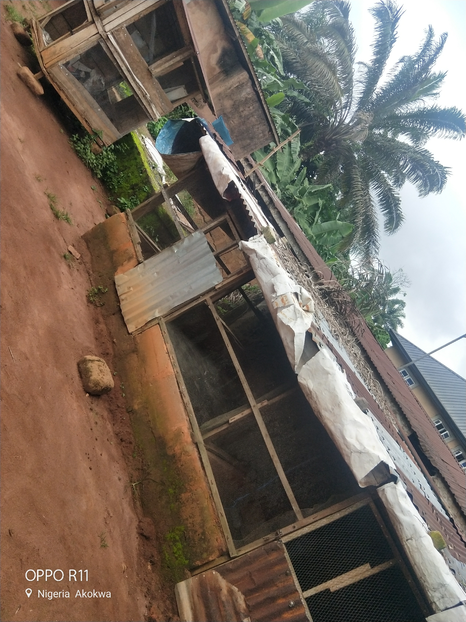 This media file shows an outdoor scene in Akokwa, Nigeria. The primary subjects are several rustic wooden cages, likely for animals, constructed with wire mesh and corrugated metal sheeting. Some cages are covered with white tarpaulin or fabric, which appears weathered and torn in places. The ground is predominantly red earth, with some patches of green vegetation and moss growing on a raised structure near the cages.
In the background, a large palm tree with distinctive fronds dominates the upper right portion of the image, alongside other lush green foliage, suggesting a tropical environment. A building with a corrugated metal roof and small windows is visible further in the background on the right.
The lighting and overall appearance suggest it could be daytime, possibly overcast given the brightness of the sky. There are no people visible in the frame, and the scene conveys a sense of a functional, perhaps agricultural, setting.
Visible text in the lower left corner of the image reads "OPPO R11" and "Nigeria Akokwa", indicating the device used to capture the photo and its geographical location.