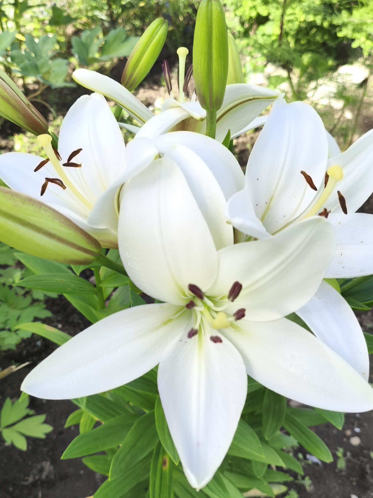 The image is a close-up, outdoor, eye-level shot of several white lilies in bloom. The lilies are the primary subjects, with their white petals and yellow stamens prominently featured. Some of the lilies are fully open, while others are still in bud, with green outer layers. The background consists of lush green foliage and a hint of soil, suggesting a garden or natural setting. There are no people or animals present in the image. The lighting appears to be natural daylight, casting soft shadows and highlighting the textures of the petals and leaves. The image does not contain any recognizable landmarks or features that would indicate a specific location within the city of Blagoveshchensk, Russia.
