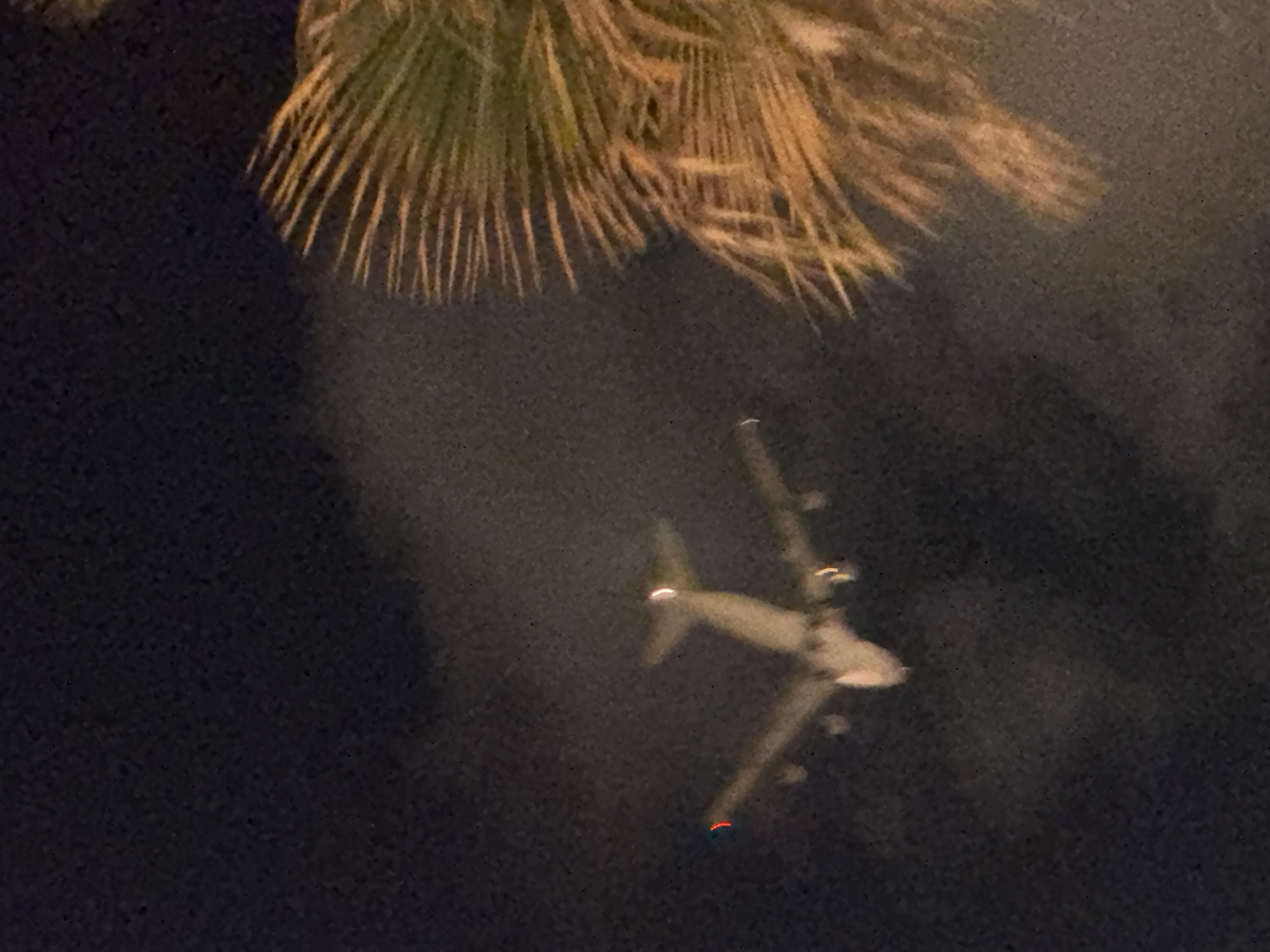 The image shows an airplane flying in the night sky above Tel-Aviv, Israel. The airplane appears to be in flight, and is partially obscured by a palm tree branch in the upper portion of the frame. The background is a dark, nighttime sky. The lighting on the airplane suggests it's after dusk. The location is inferred from the prompts.