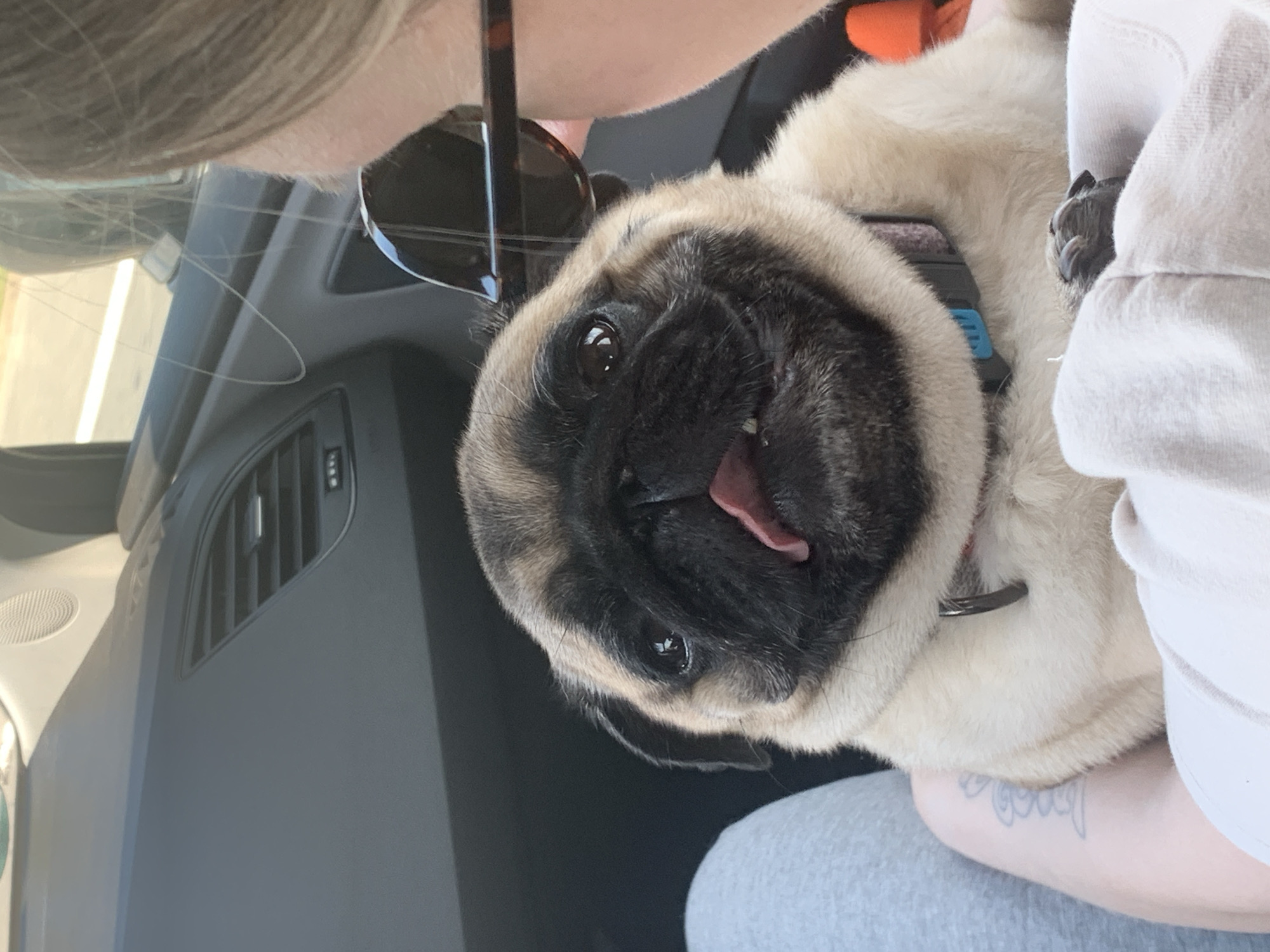 The image shows a pug dog being held by a person in a car. The pug is looking directly at the camera with its tongue sticking out. The interior of the car is visible, including the dashboard and air vents. The person holding the pug has blonde hair and is wearing sunglasses. The scene appears to be in Wilenko, Poland, based on the provided location information.