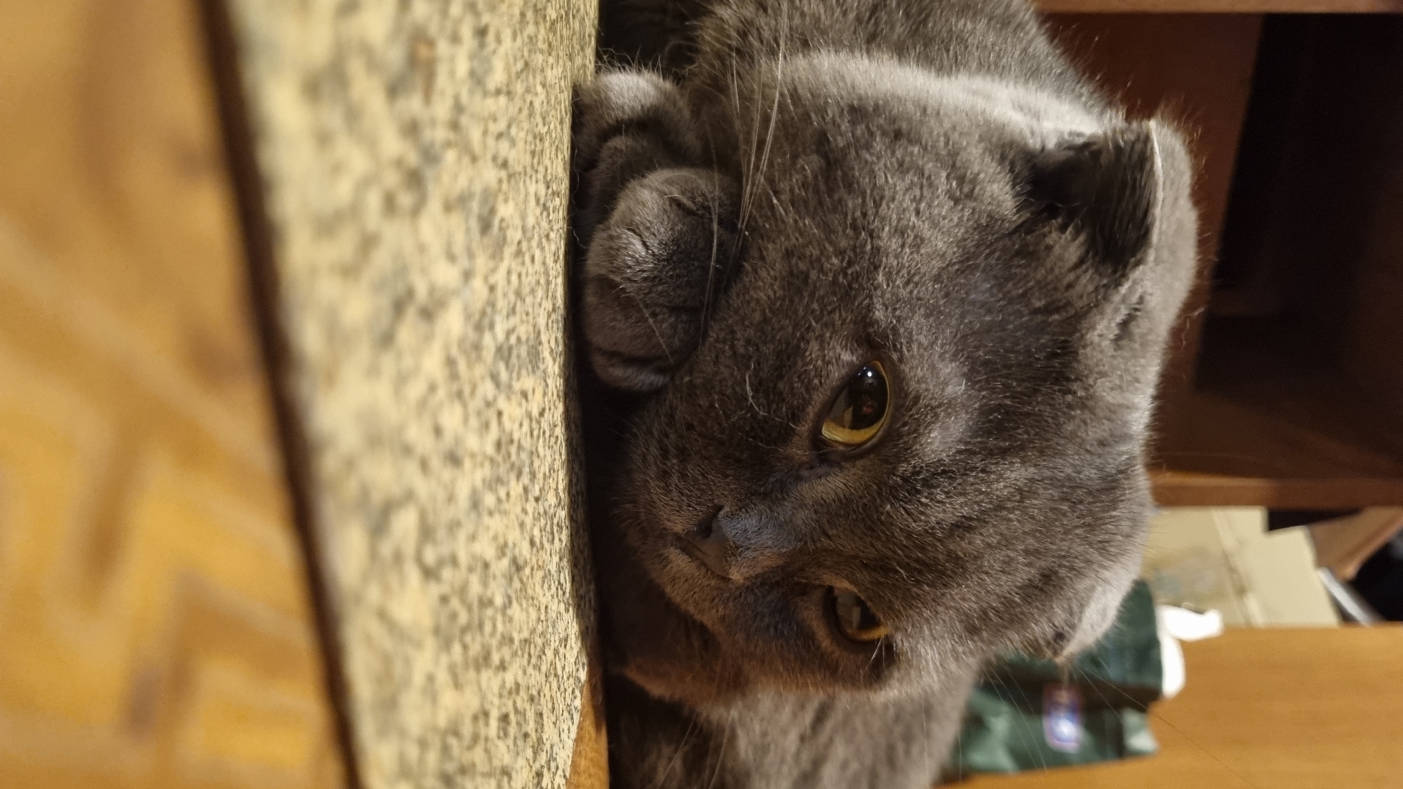 A close-up, eye-level shot captures a grey Scottish Fold cat resting its head on its paws, which are tucked beneath its chin. The cat's eyes are a golden hue and are looking to the right of the frame. The cat is lying on a textured surface that appears to be a mat or a countertop, with a wooden surface visible below it. The background is blurred, showing what appears to be a wooden shelf or cabinet, and a glimpse of a green object with white lettering. The lighting is dim, creating a soft focus on the cat and its immediate surroundings. The image appears to be taken indoors, likely in a home environment. The location in the city of Vysokoe, Russia, is not discernible from the visual information provided in the image.