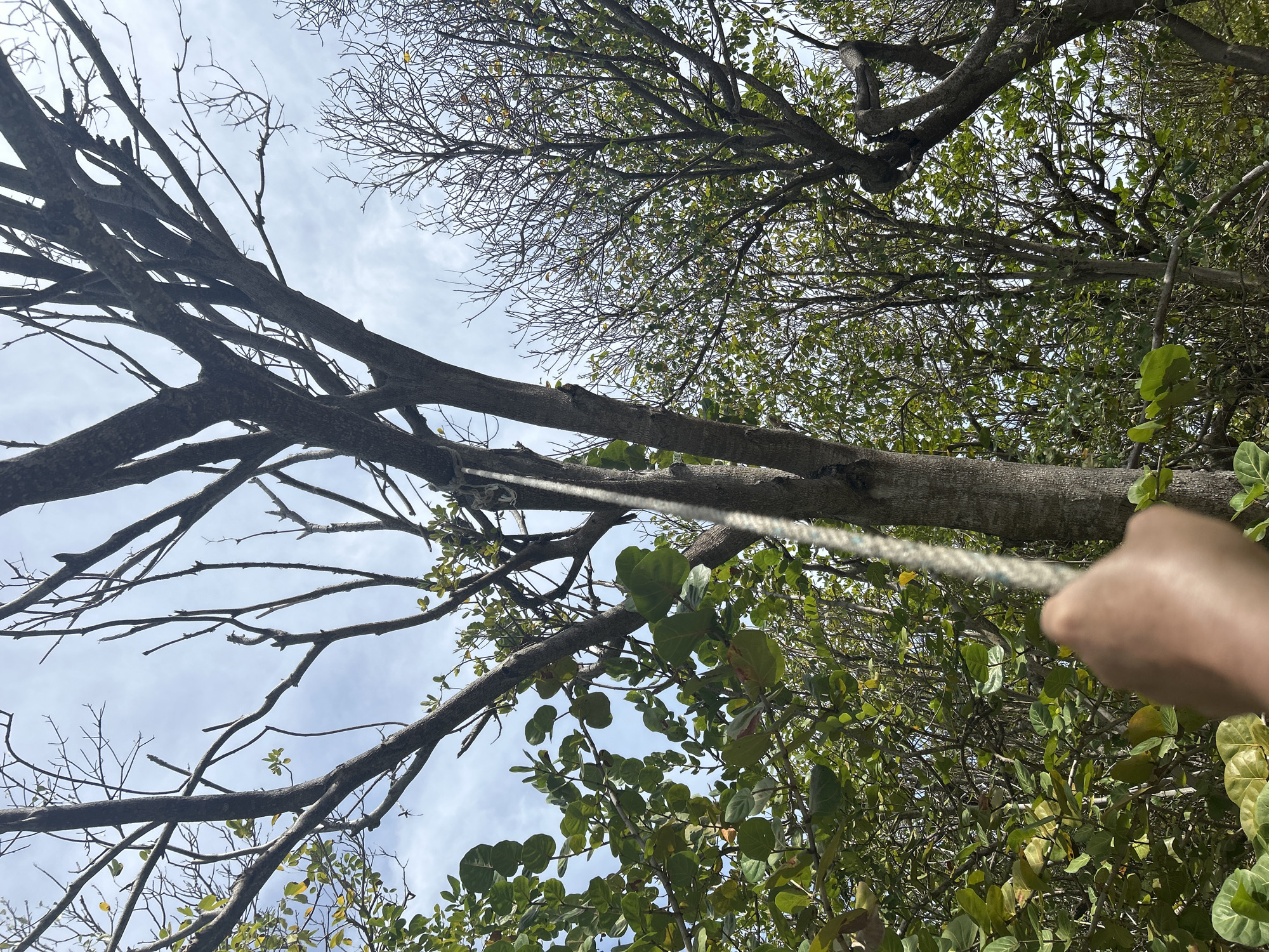 The image depicts a low-angle view of a tree canopy against a cloudy sky, likely in the city of Le Gosier, France. Bare branches and some with green leaves are visible. A rope is tautly extended between two tree trunks, pulled by a human hand visible in the lower right of the frame. The environment appears to be a wooded area. No specific individuals or interactions are discernable.
