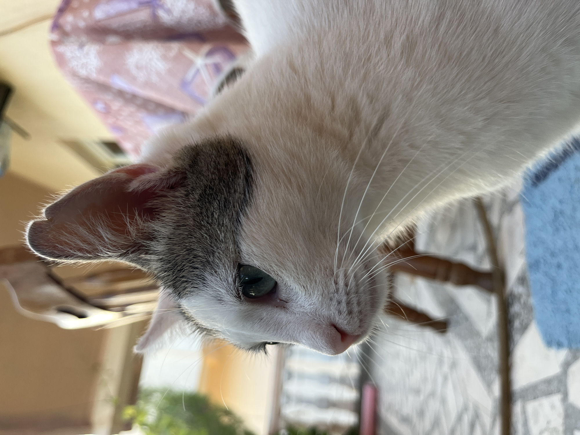 A medium shot captures a domestic cat, predominantly white with grey markings on its head, in profile. The cat's left eye, a striking shade of teal, is clearly visible, along with its pink nose and prominent white whiskers. The background is blurred, suggesting an outdoor setting. Hints of green foliage, a patterned fabric draped over an object, and a tiled floor are discernible. The blurred forms of furniture, possibly a chair, are also present. The scene appears to be located in a residential area, possibly a patio or balcony. No people are present in the image. The lighting suggests it is daytime, with soft light illuminating the cat's face.