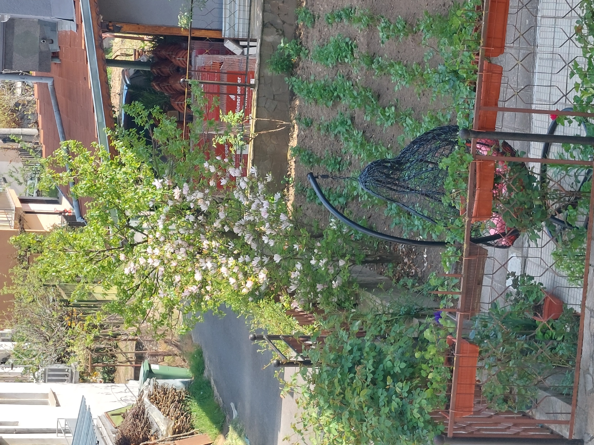A residential scene in Nedelino, Bulgaria, photographed from an elevated position, possibly a balcony, shows a garden area situated adjacent to a narrow asphalt road. The composition includes a blooming tree with light-colored flowers, located to the left of the frame, partially obscuring the road. A hanging chair is visible in the garden. There are plants grown in rows or patches in the dirt. The perimeter of the garden area is marked by a brown metal fence with planters attached. In the background, building materials and a red storage container can be seen. The road passes between the garden and neighboring buildings.
