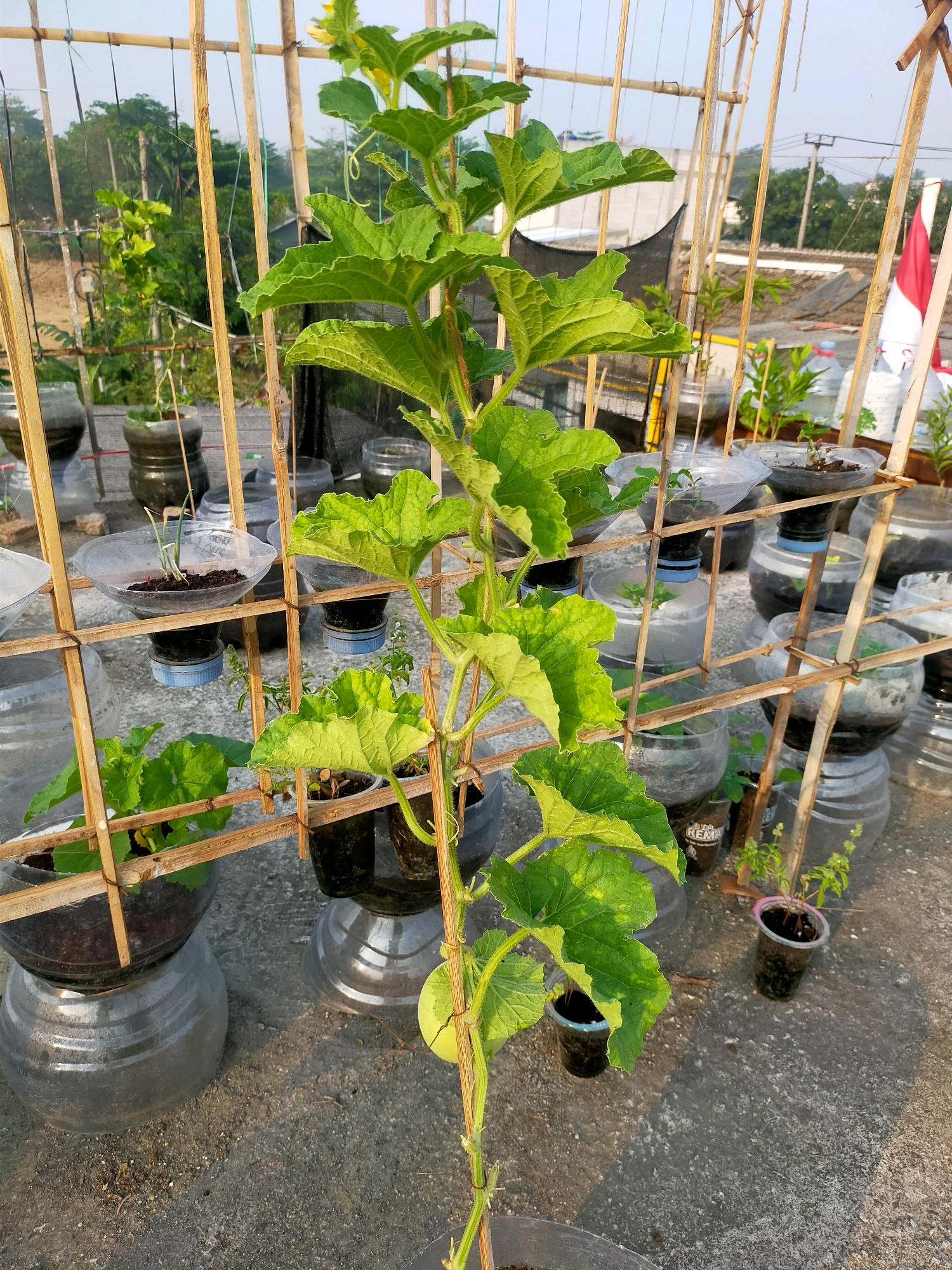 In Sindangmulya, Indonesia, a vertical garden structure, made of bamboo poles, supports a growing vine with large green leaves and a small yellow flower. The vine is planted in repurposed plastic bottles, which are stacked and arranged on a concrete surface. Surrounding the main vine are several smaller plants in plastic containers, also supported by the bamboo structure. In the background, rooftops of houses and trees are visible, suggesting a residential area. A small Indonesian flag is propped up on one of the bamboo poles. The scene appears to be an outdoor cultivation effort, likely a rooftop garden.