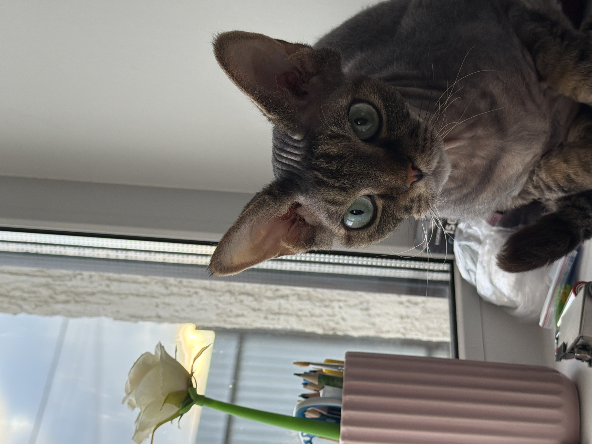 An indoor, low-angle photograph captures a distinctive short-haired cat, possibly a Devon Rex, looking directly down at the camera from a high surface, likely a window sill, in Prikamskii, Russia. The cat features greyish-brown, wavy fur with subtle tabby markings on its face and legs, prominent large ears, and captivating green-blue eyes that convey a curious and alert expression. Its pink nose and whiskers are clearly visible.
The scene is illuminated by natural daylight streaming through a window in the background, indicating it is daytime. The window offers a blurry view of the outside, possibly a cloudy sky or distant buildings, along with some reflections. On the same surface as the cat, a delicate white rose with a vivid green stem is displayed in a transparent container, reflecting the light. Adjacent to the rose, a ribbed, light pink container holds a variety of art supplies, including colored pencils and paintbrushes, suggesting a creative environment. A crumpled white plastic bag is also partially visible near one of the cat's paws. The photograph has a dynamic composition, appearing slightly rotated, which emphasizes the cat's unique perspective. No visible text is present.