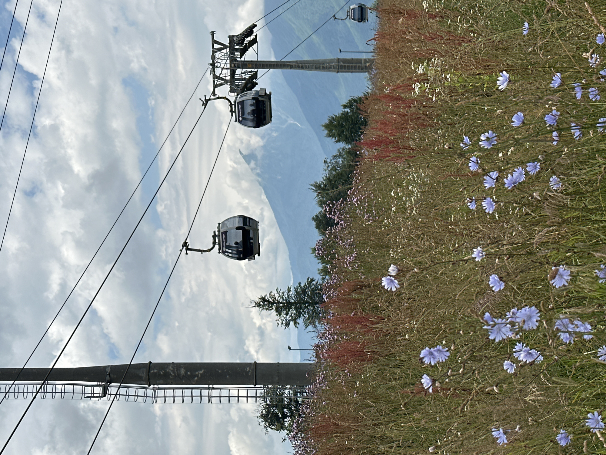A panoramic view of a mountainous landscape in Estosadok, Russia, features a ski lift system with several gondolas suspended from cables. In the foreground, a meadow is filled with tall grass and wild flowers, predominantly blue chicory flowers, interspersed with red stems and white blossoms. Two prominent concrete pylons support the ski lift cables, one with a ladder affixed to its side. In the background, majestic mountains rise under a cloudy sky, with one peak partially obscured by mist. The scene captures a serene, natural environment with man-made infrastructure integrated into the landscape.