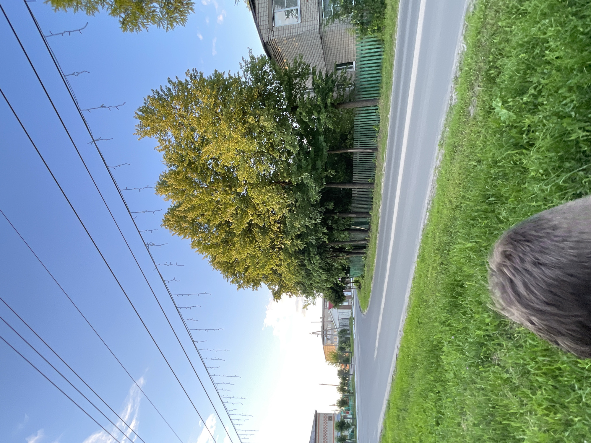 In the city of Krasnye Baki, Russia, a residential street is depicted during daylight hours. The foreground features a patch of vibrant green grass and the back of a person's head, suggesting a human presence. Beyond the grass, a paved road curves to the left, with white lane markings visible. On the right side of the road, a row of trees with lush green foliage stands behind a bright green wooden fence. A two-story brick building with windows is situated behind the trees. In the background, other buildings and a utility pole can be observed. Overhead, power lines stretch across the blue sky, adorned with decorative lights. The scene is characterized by a clear sky with a few wispy clouds and the warm light of what appears to be late afternoon.
