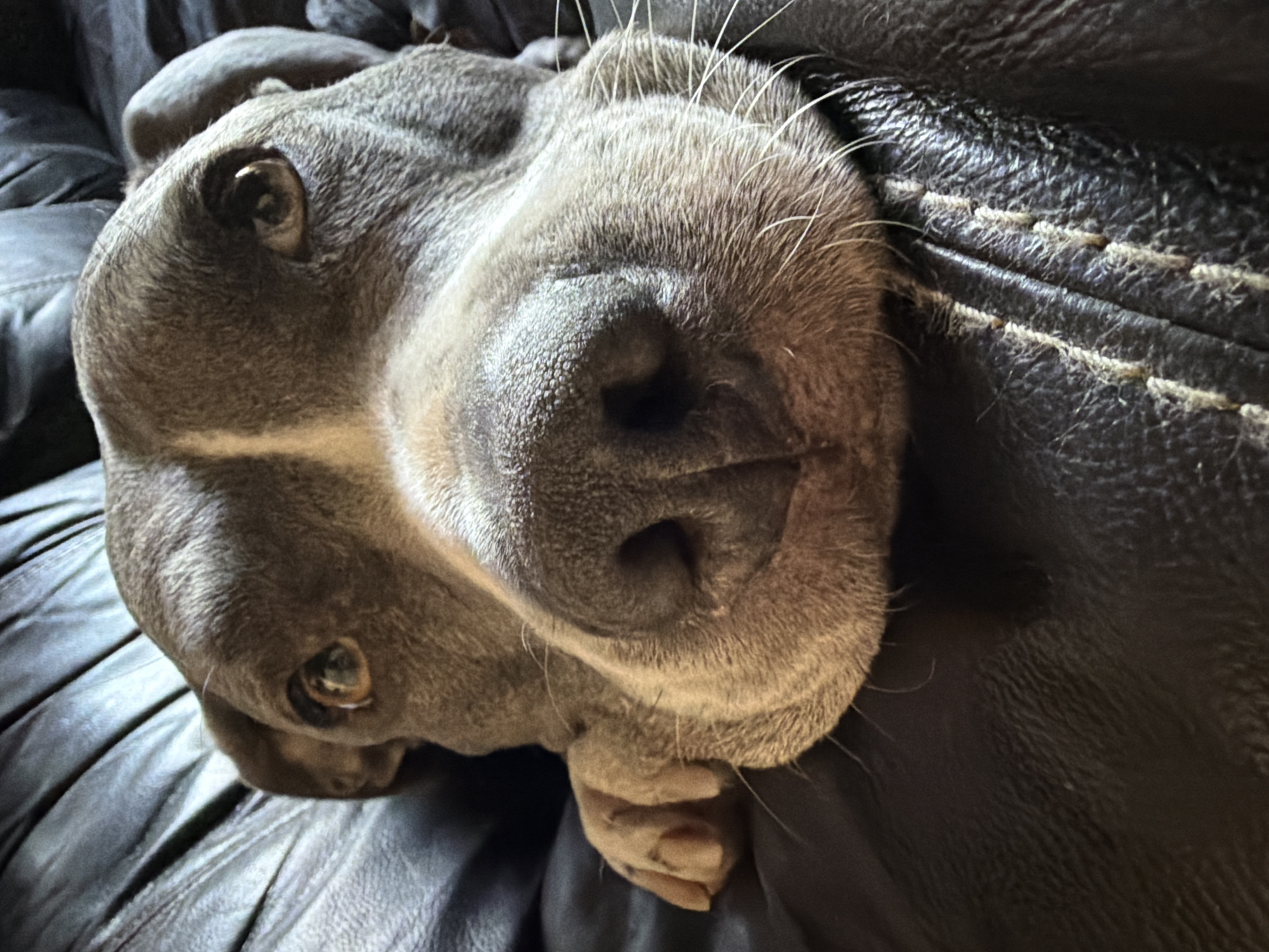 A close-up, high-angle portrait features a domestic dog, likely a Pit Bull or Staffordshire Bull Terrier type, resting on dark, textured furniture, possibly leather or faux leather. The dog, predominantly gray with short fur and prominent white whiskers, is positioned on its side, looking upwards and slightly towards the viewer with relaxed, brown eyes. Its large, moist-looking black nose and snout dominate the central foreground. A curled paw is visible beneath its chin, indicating it is lying down comfortably. The dark furniture features distinct, lighter-colored stitching along its textured surface. The setting is indoors, and the dog appears calm and at ease. No text is visible in the image. The location context for this image is Esch-sur-Alzette, Luxembourg.